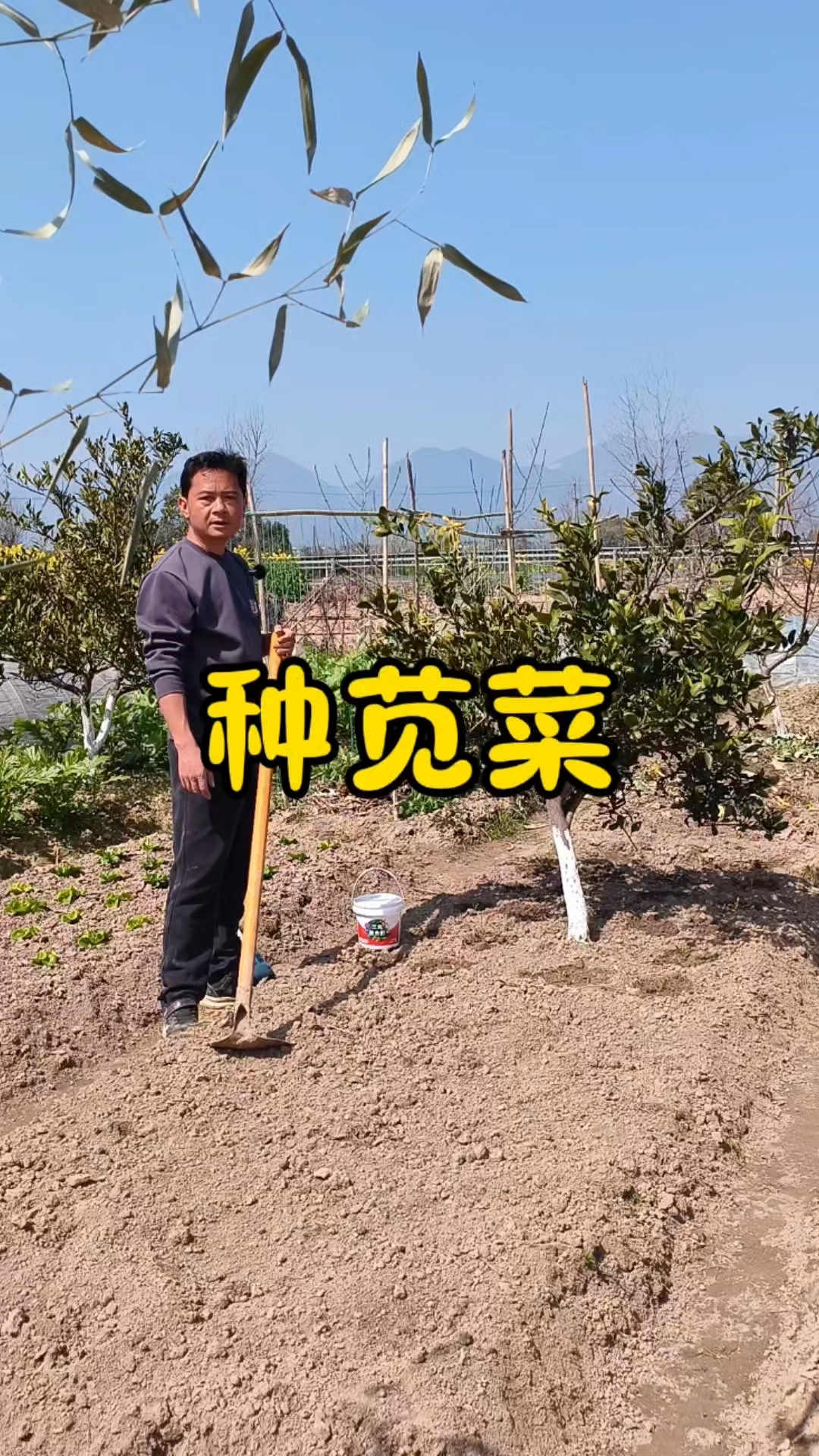 苋菜怎么种?苋菜什么时候种?#真实生活记录# #农民真不容易# #种菜小技巧#