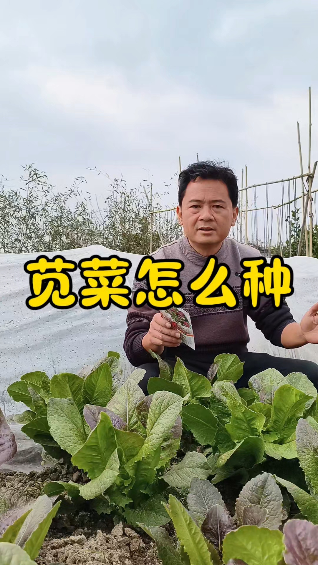 苋菜怎么种?苋菜什么时候种?#真实生活记录#