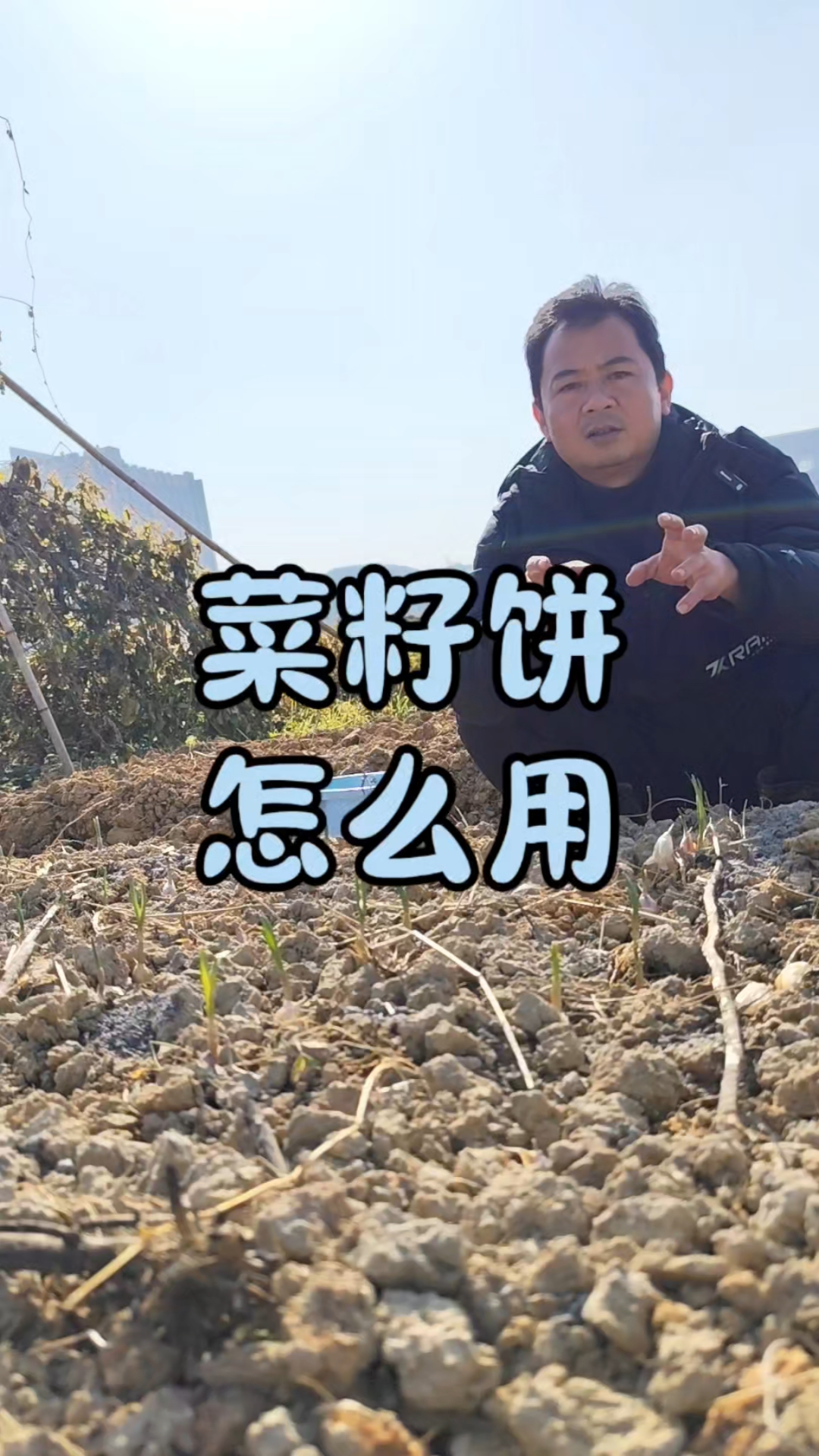 菜籽饼能不能作为底肥?菜籽饼能不能给植物追肥?