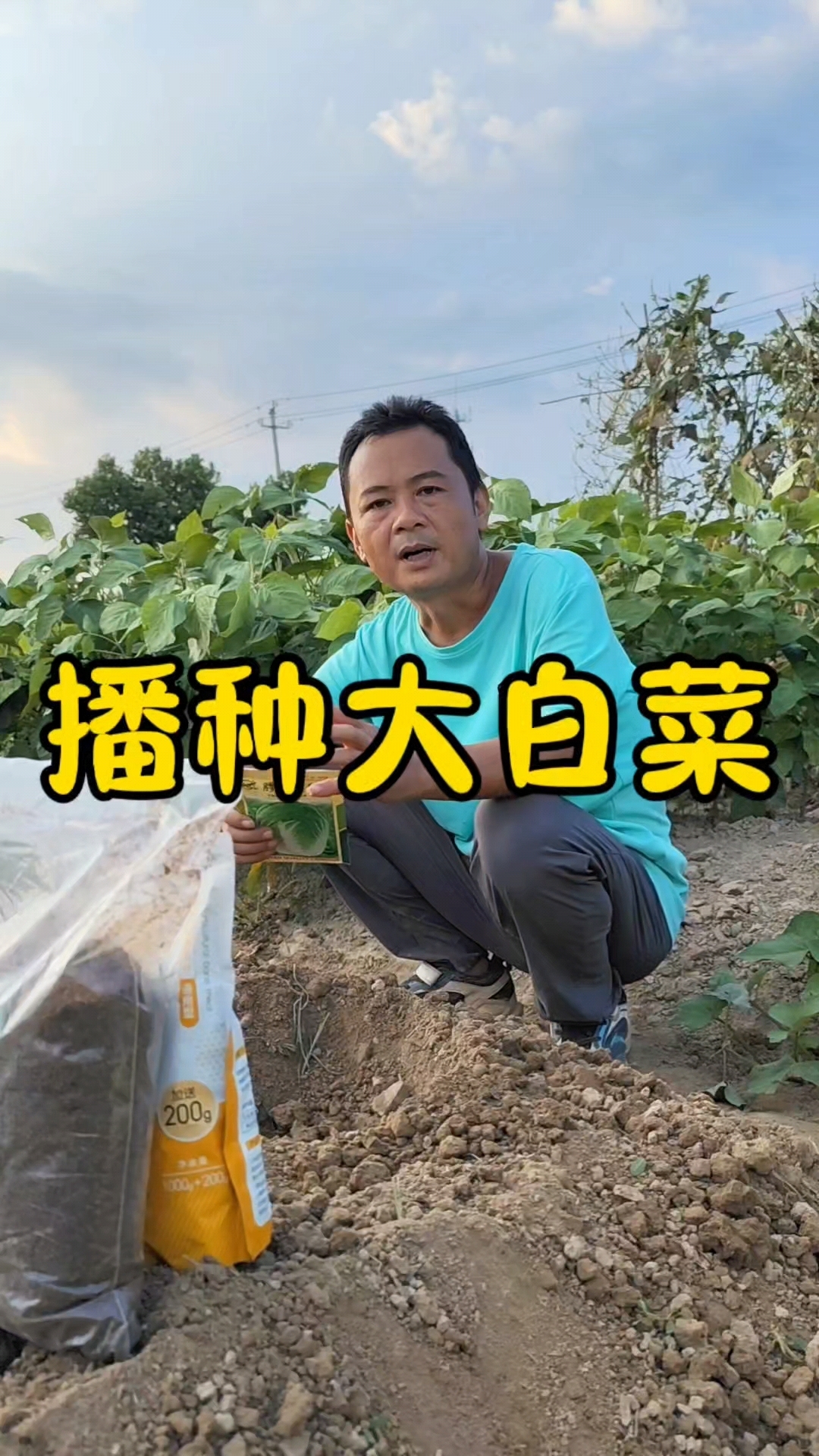 大白菜什么时候种?大白菜怎么种?