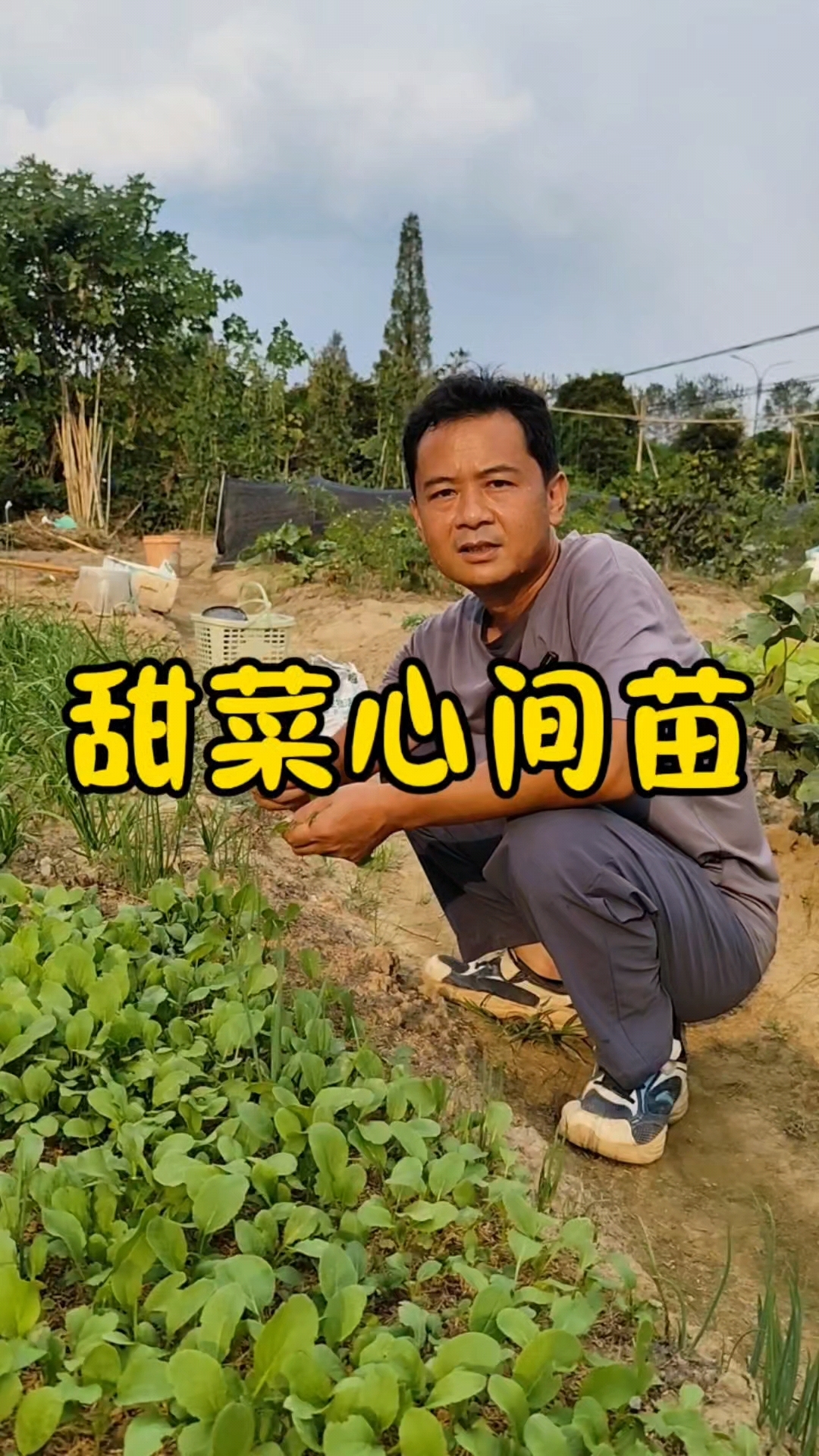 甜菜心出苗后怎么管理？