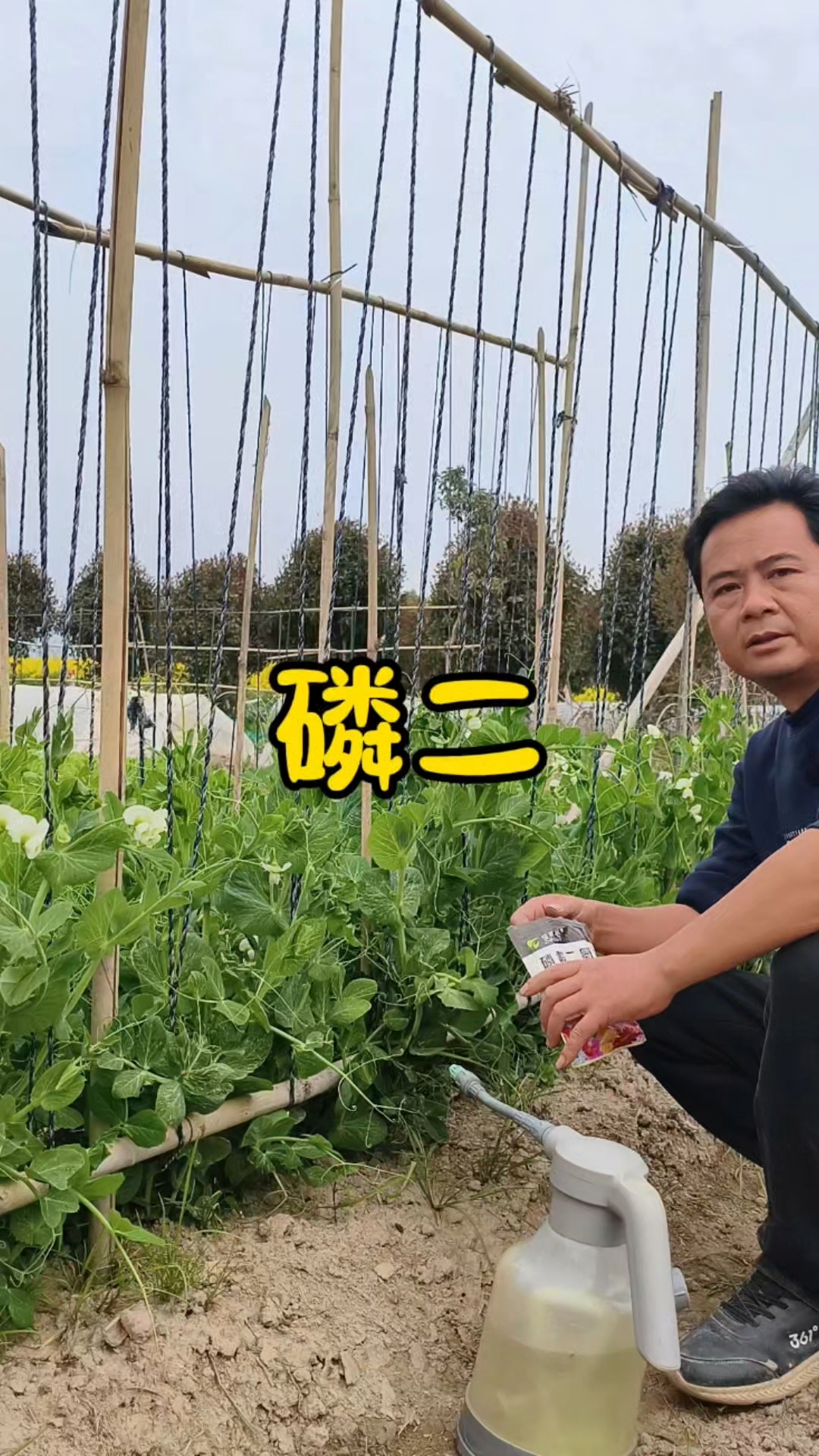 豆类要记得补充磷酸二氢钾#真实生活记录# #菜园新希望# #农家小院日常#
