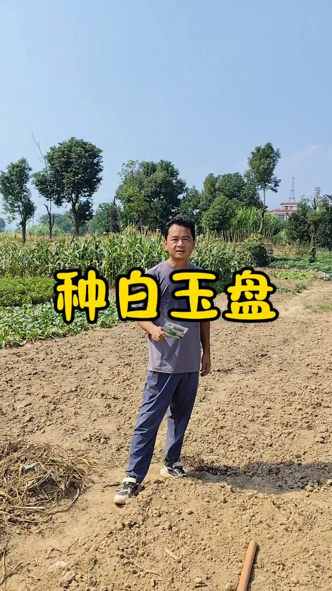 试种白玉盘菜