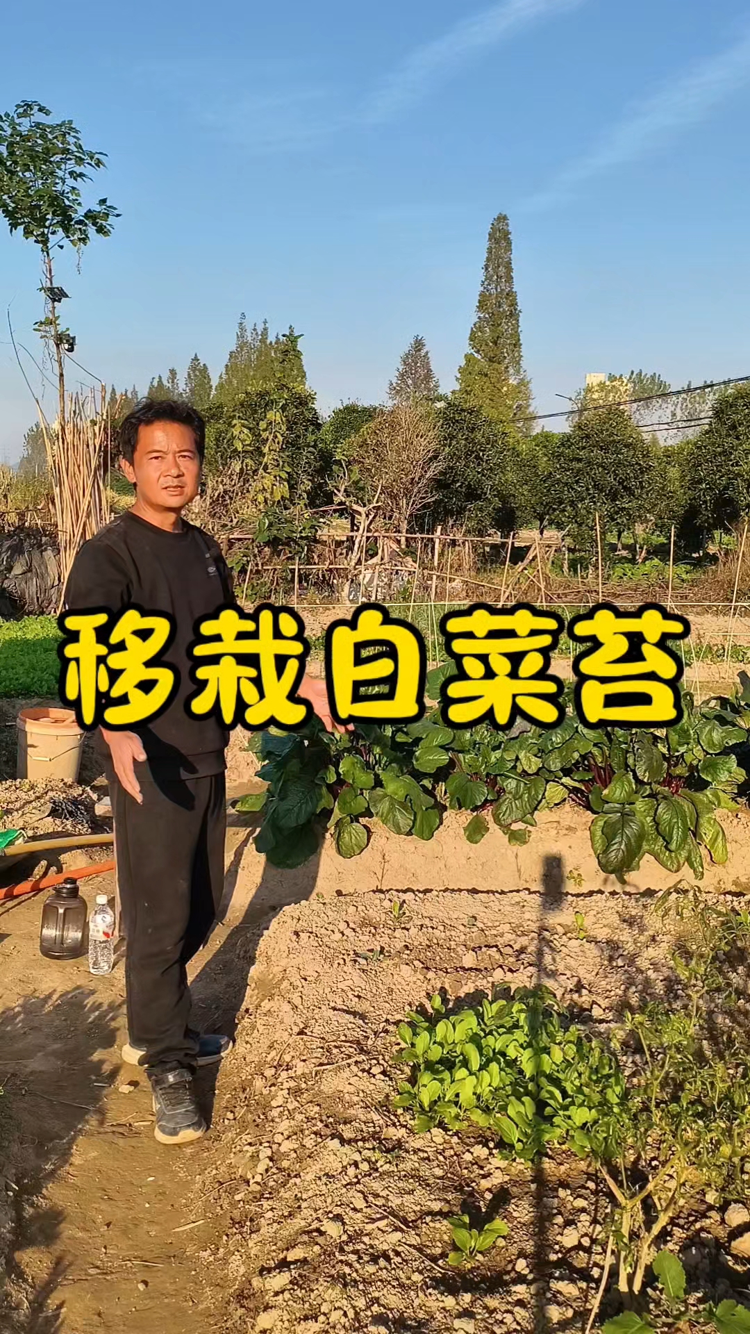 白菜苔怎么种?