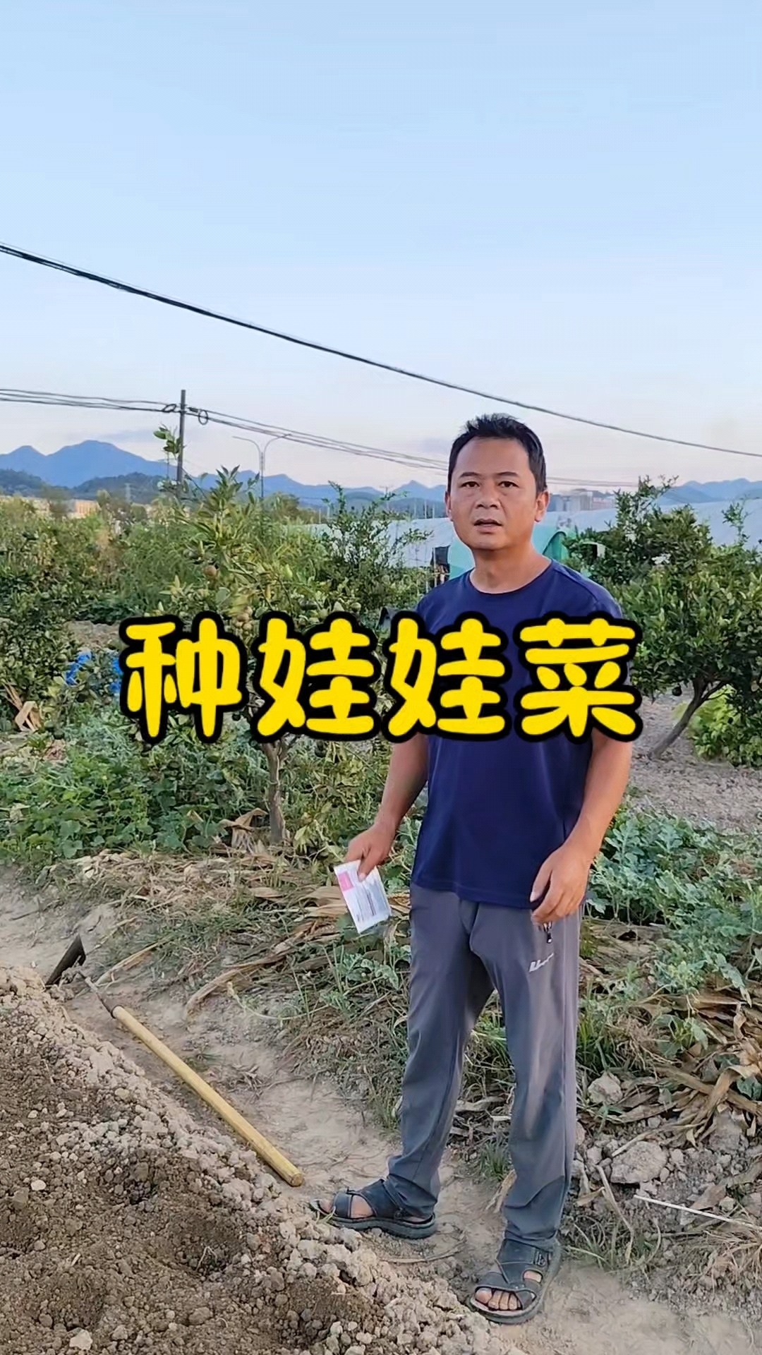 娃娃菜什么时候种?娃娃菜怎么种?