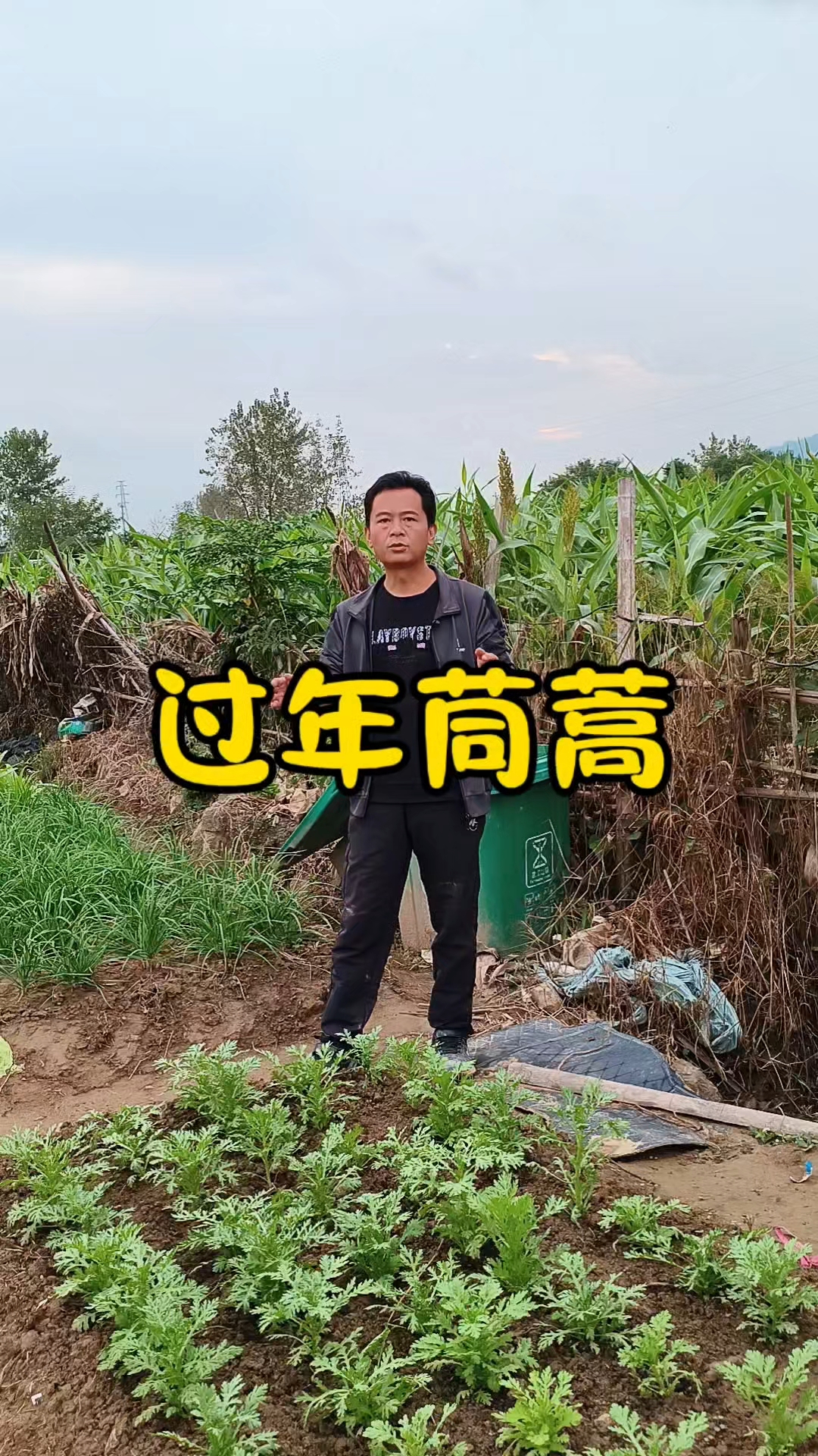 过年吃的茼蒿，什么时候种？