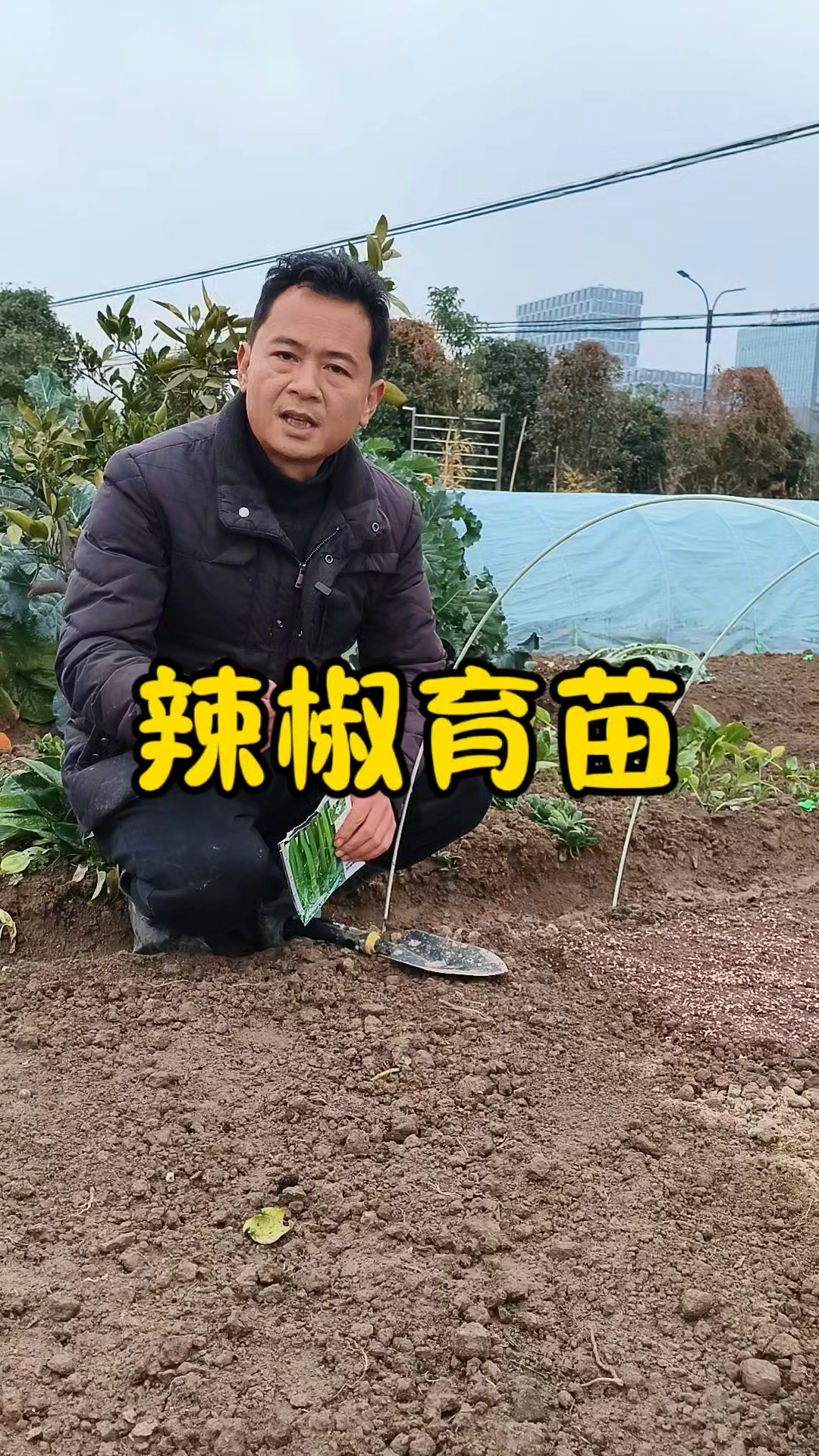 辣椒怎么育苗？辣椒育苗全过程