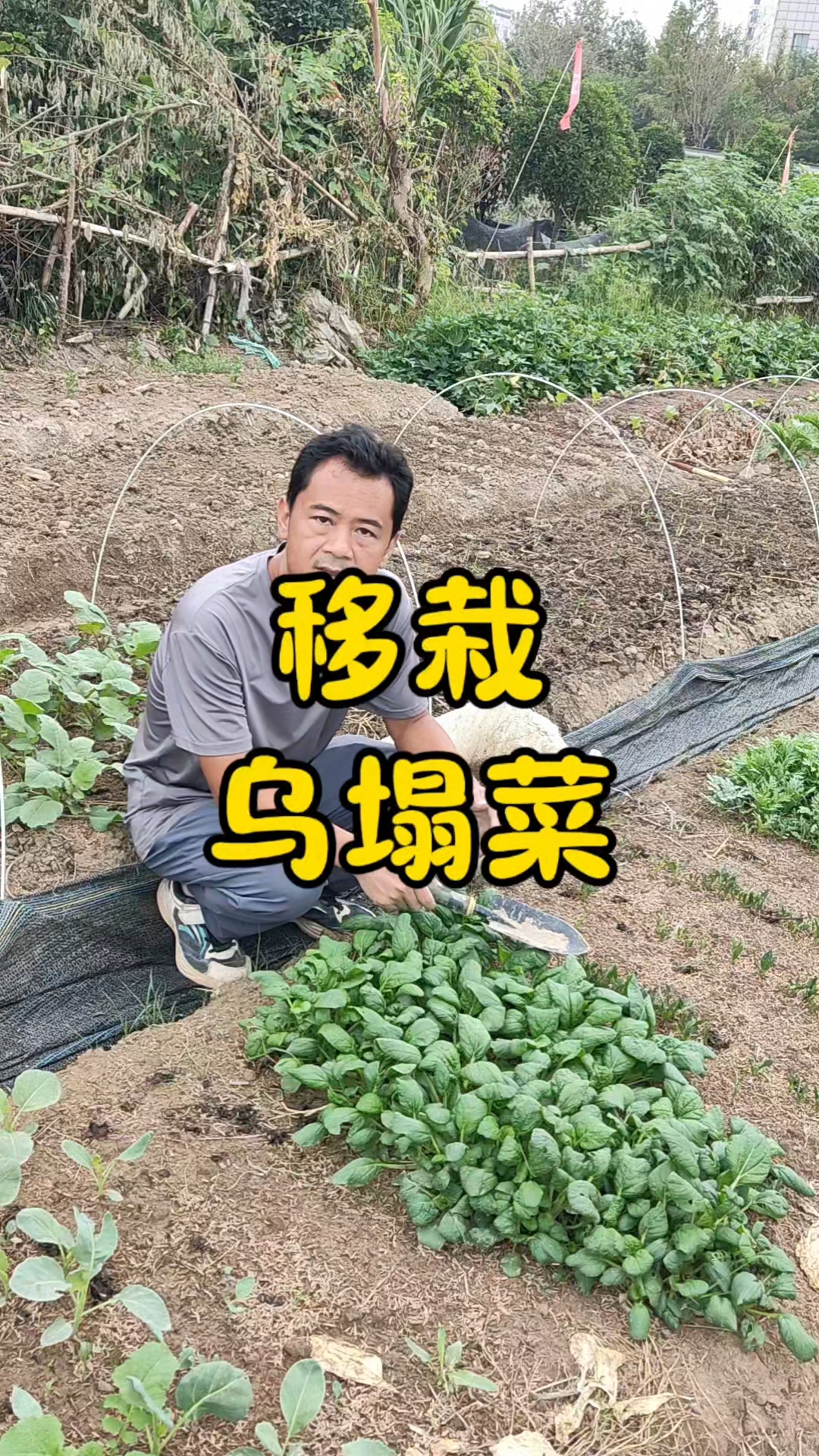 乌塌菜什么时候种?乌塌菜怎么种?