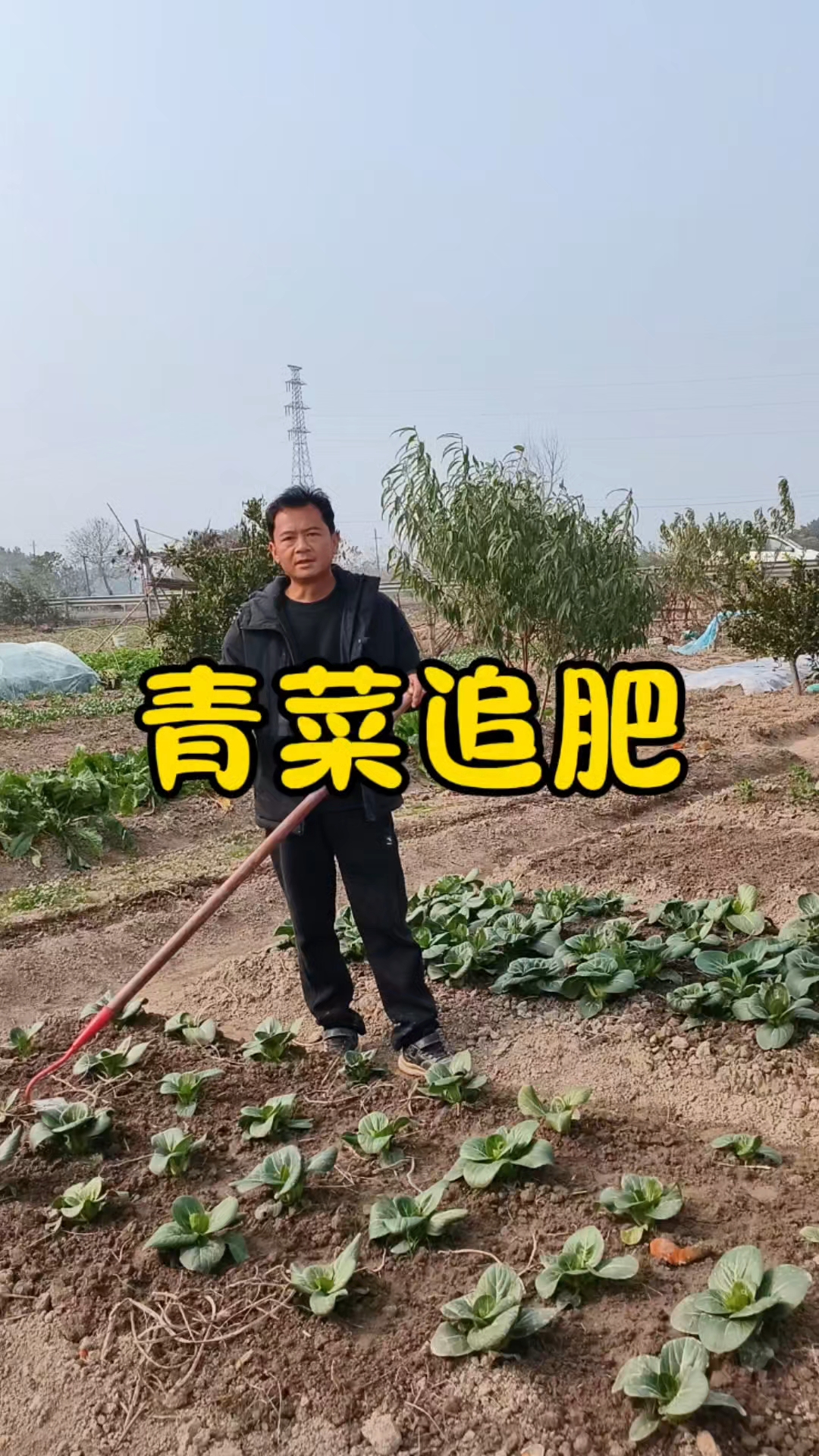 青菜要不要追肥？青菜怎么追肥？