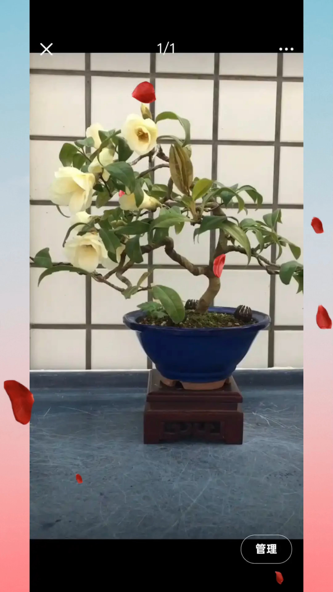 金蛋子怎么区分公母