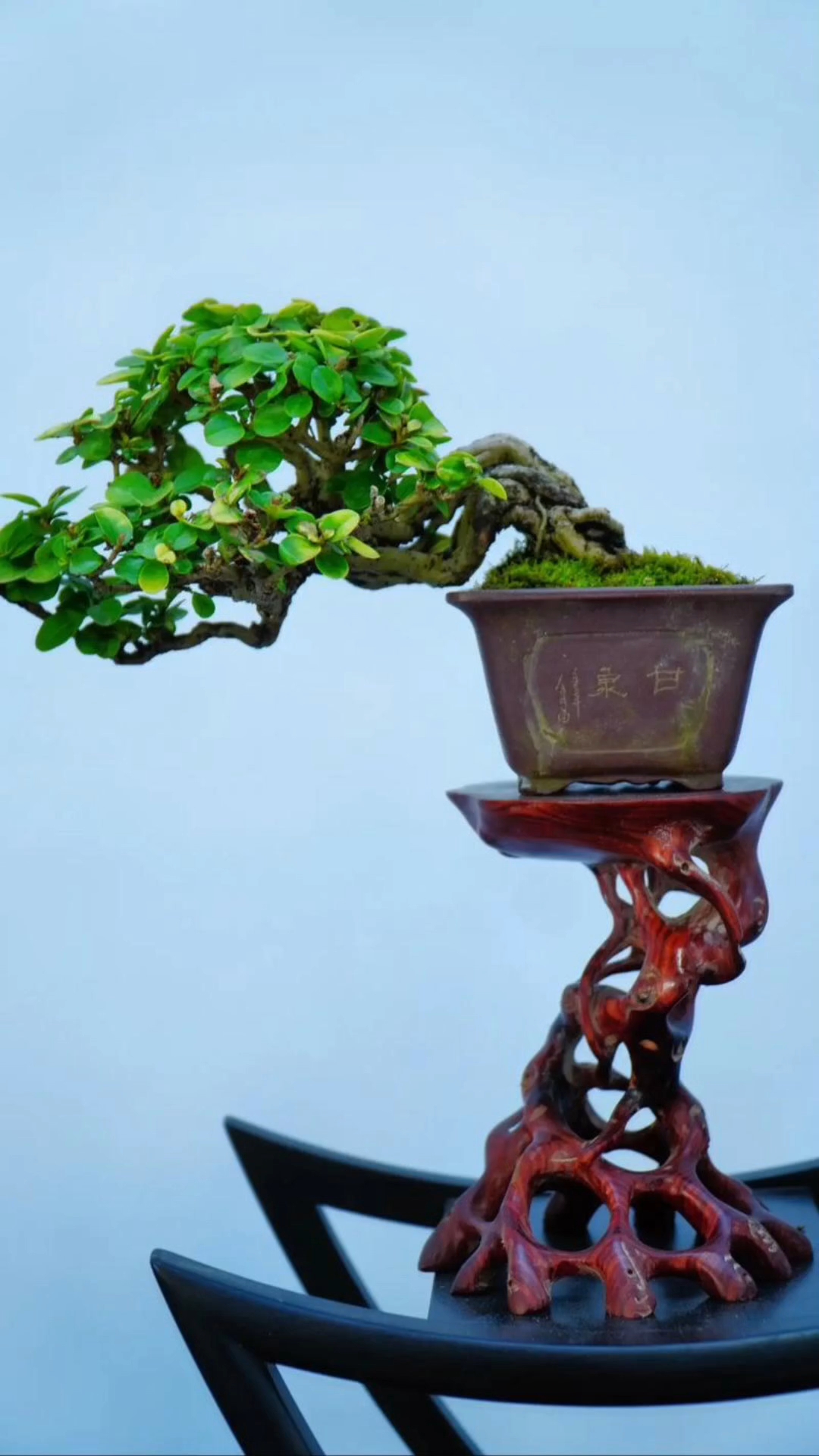 树桩盆景配盆技巧