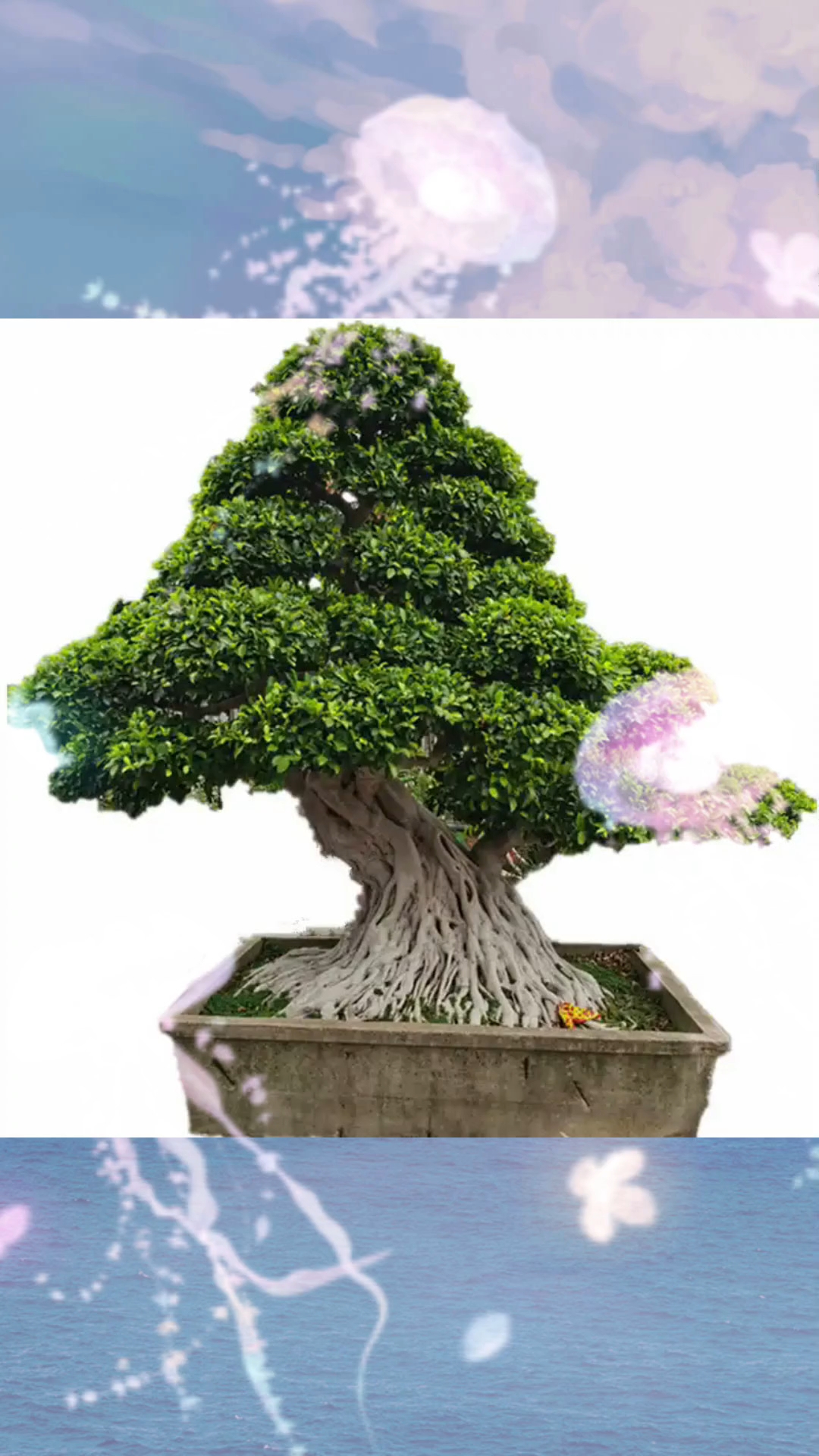 老鸭柿的管理问题