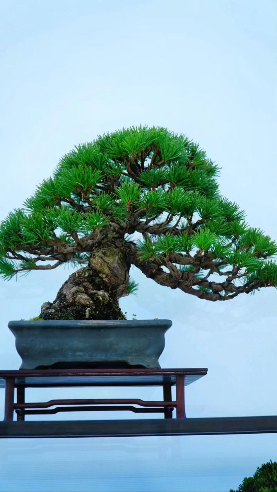 盆景艺术“五大”流派