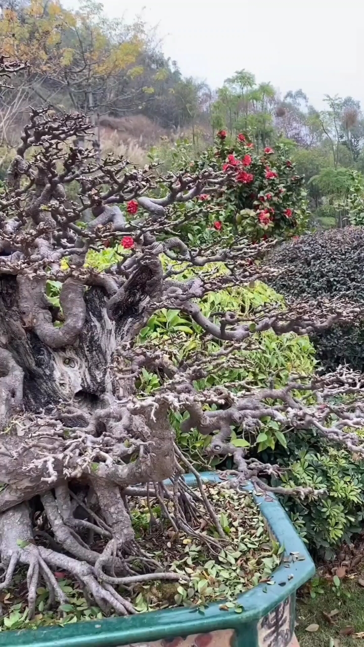 看看这是什么品种