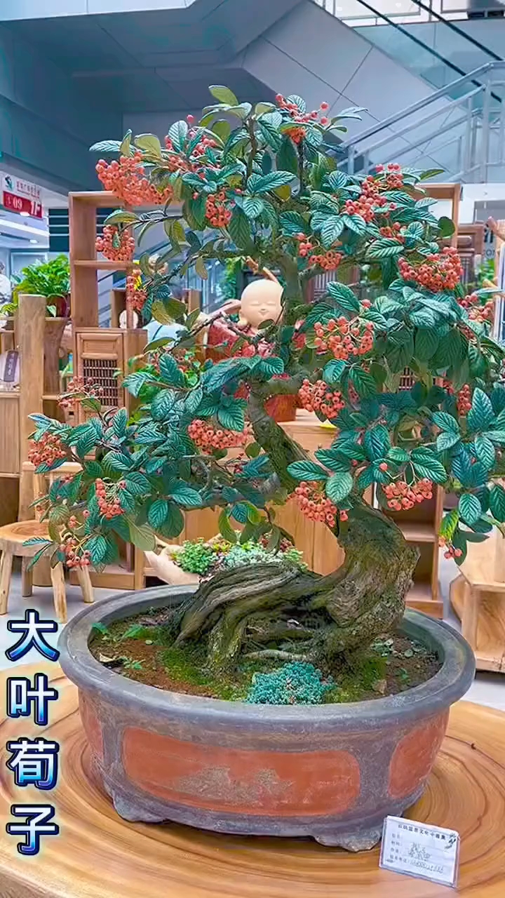 盆景造型