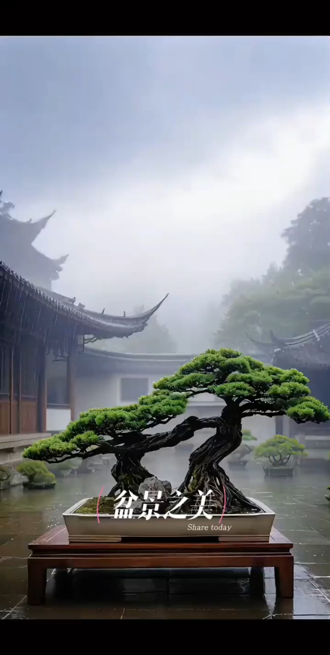 提根盆景欣赏