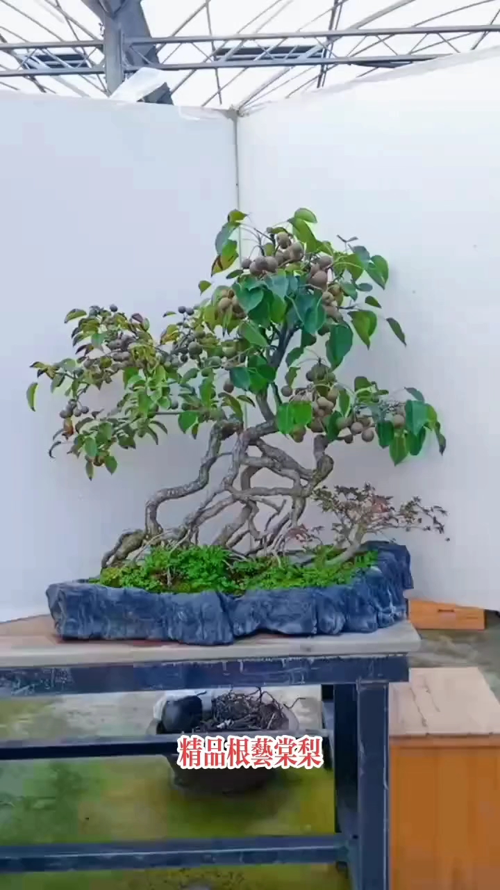 提根盆景欣赏