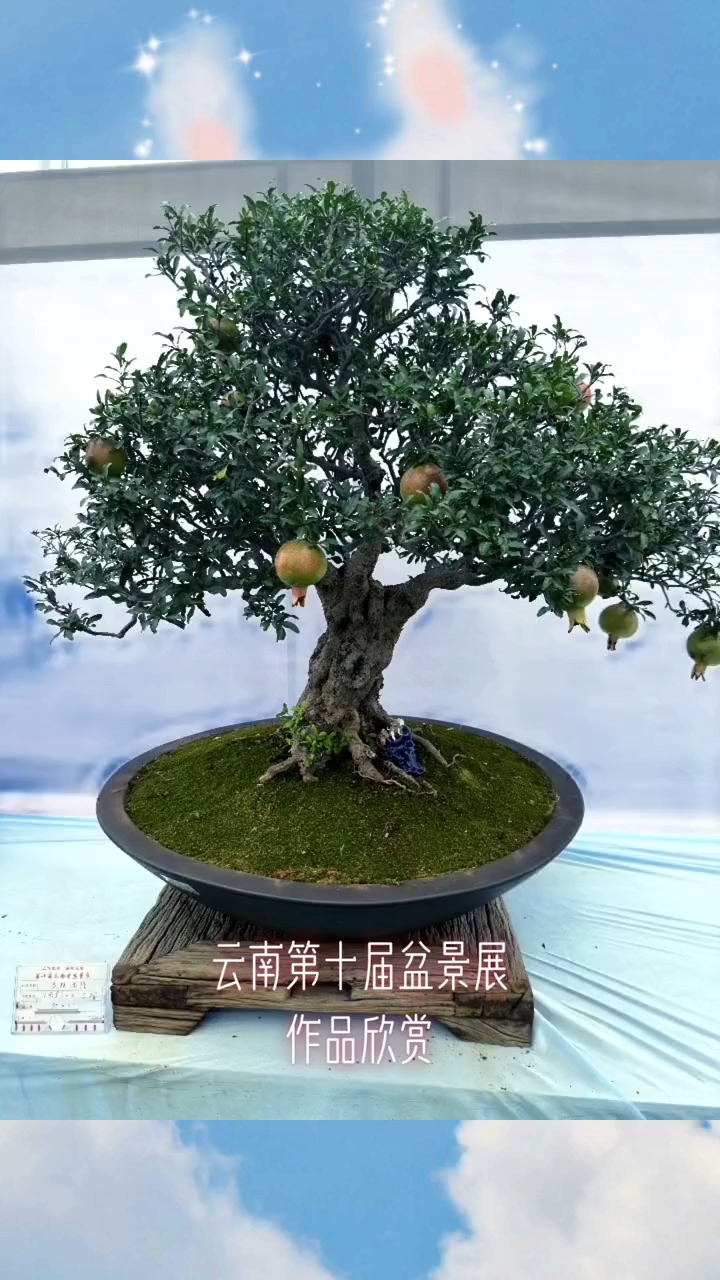 盆景造型