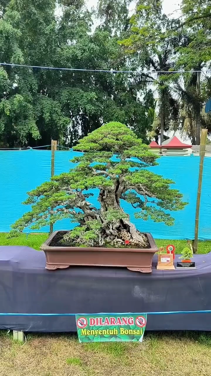 盆景造型欣赏