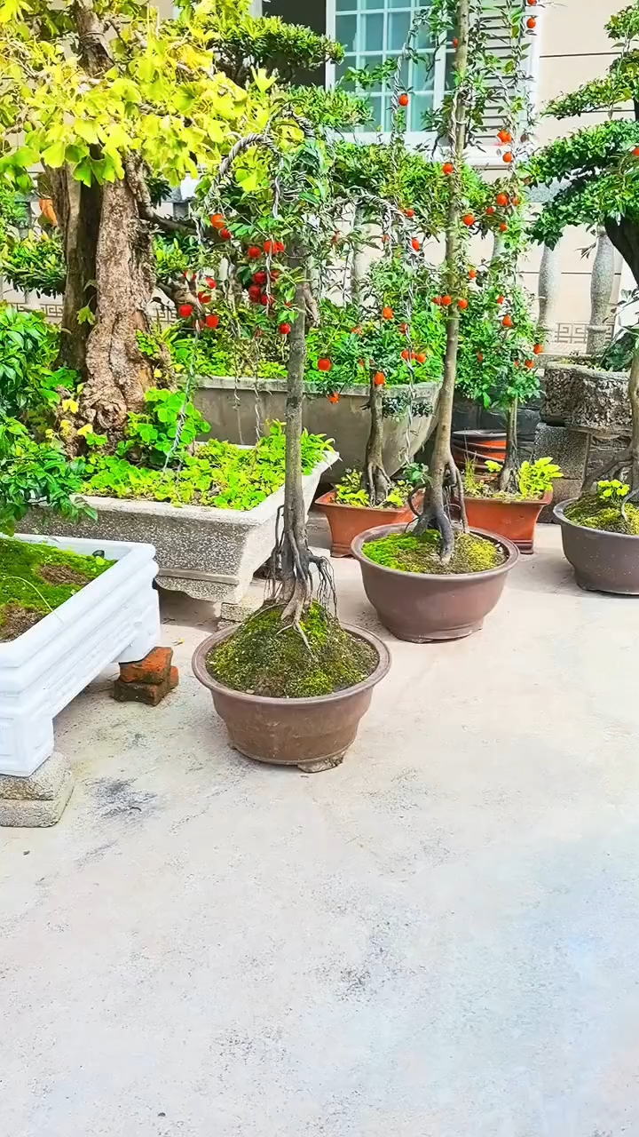 提根盆景欣赏