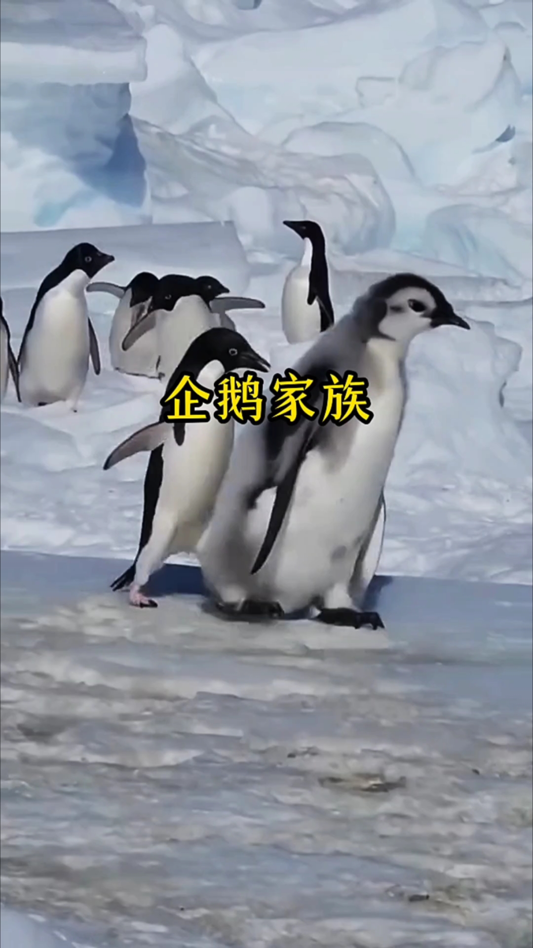 企鹅家族