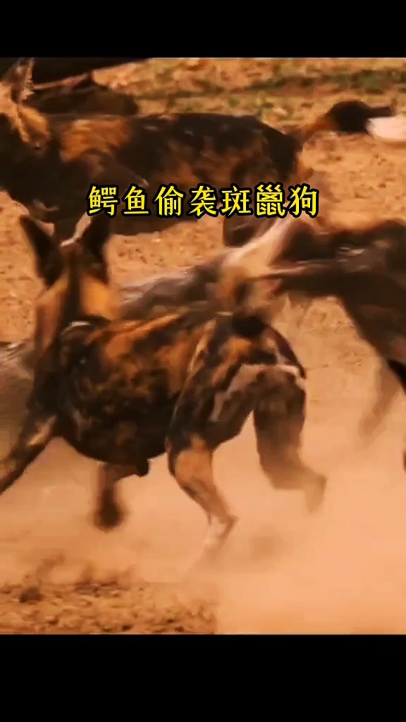 鳄鱼偷袭斑鬣狗