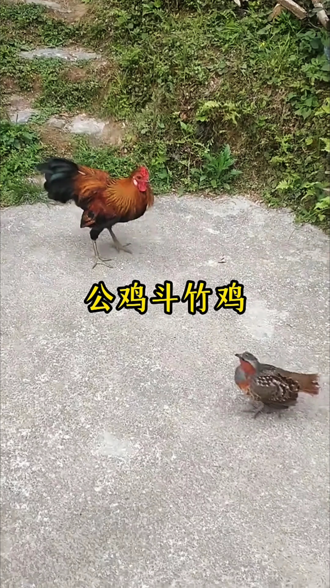 公鸡斗竹鸡