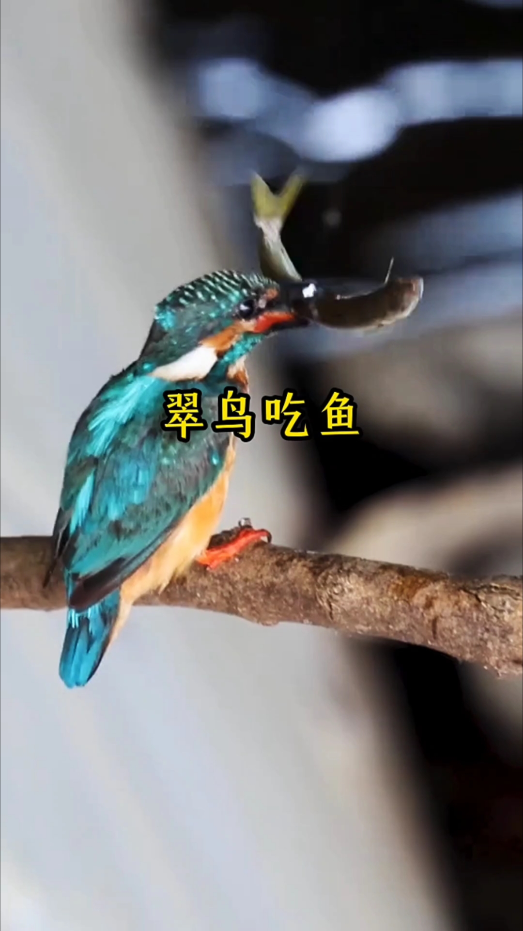 翠鸟吃鱼