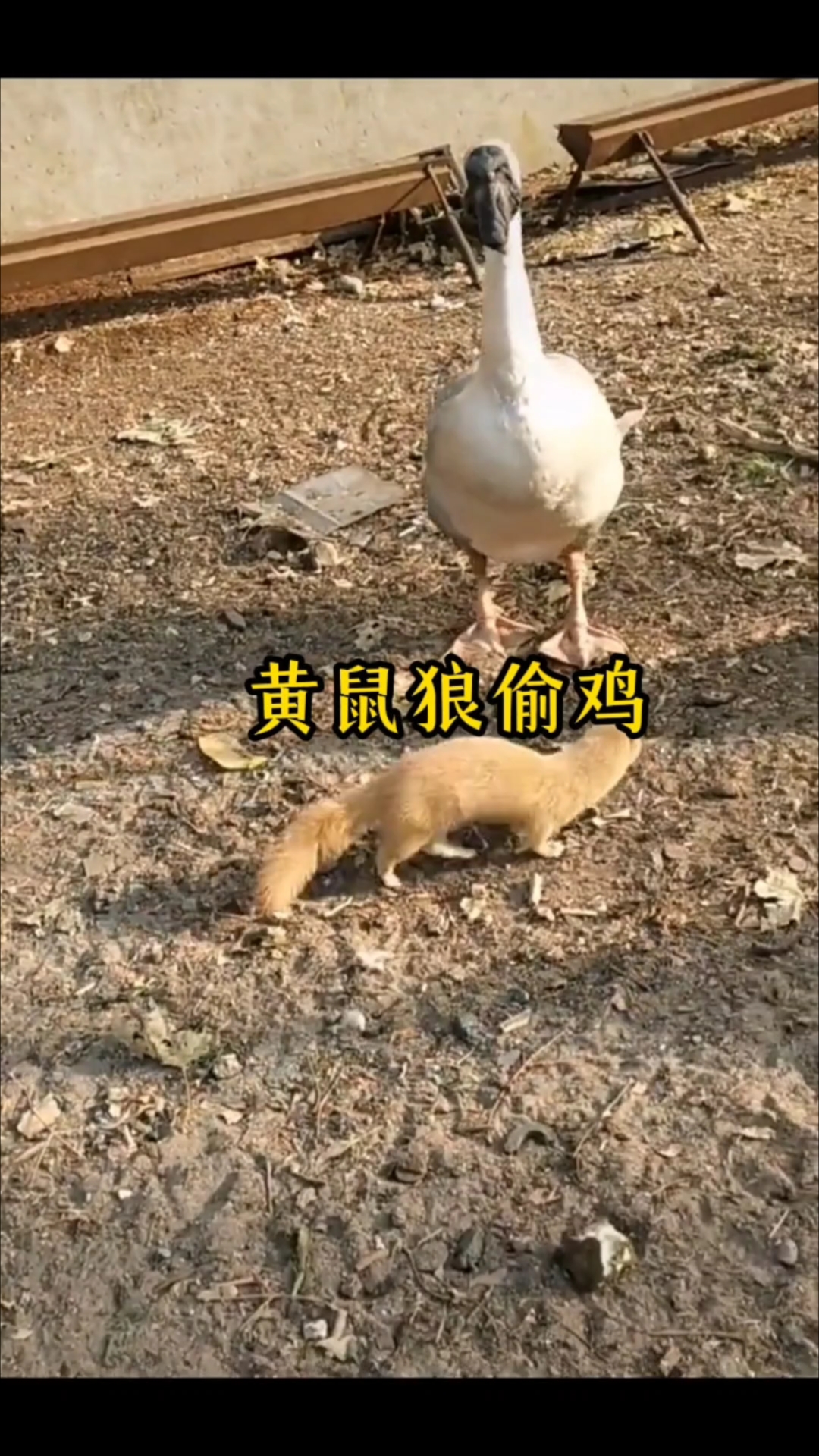 黄鼠狼偷鸡