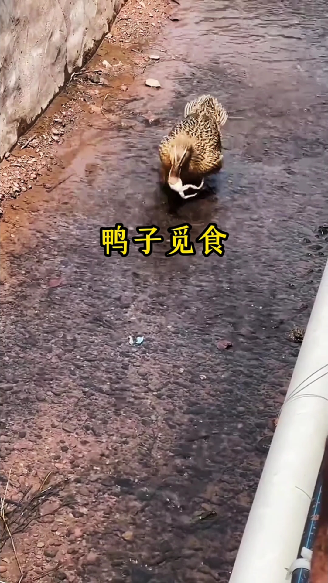 鸭子觅食