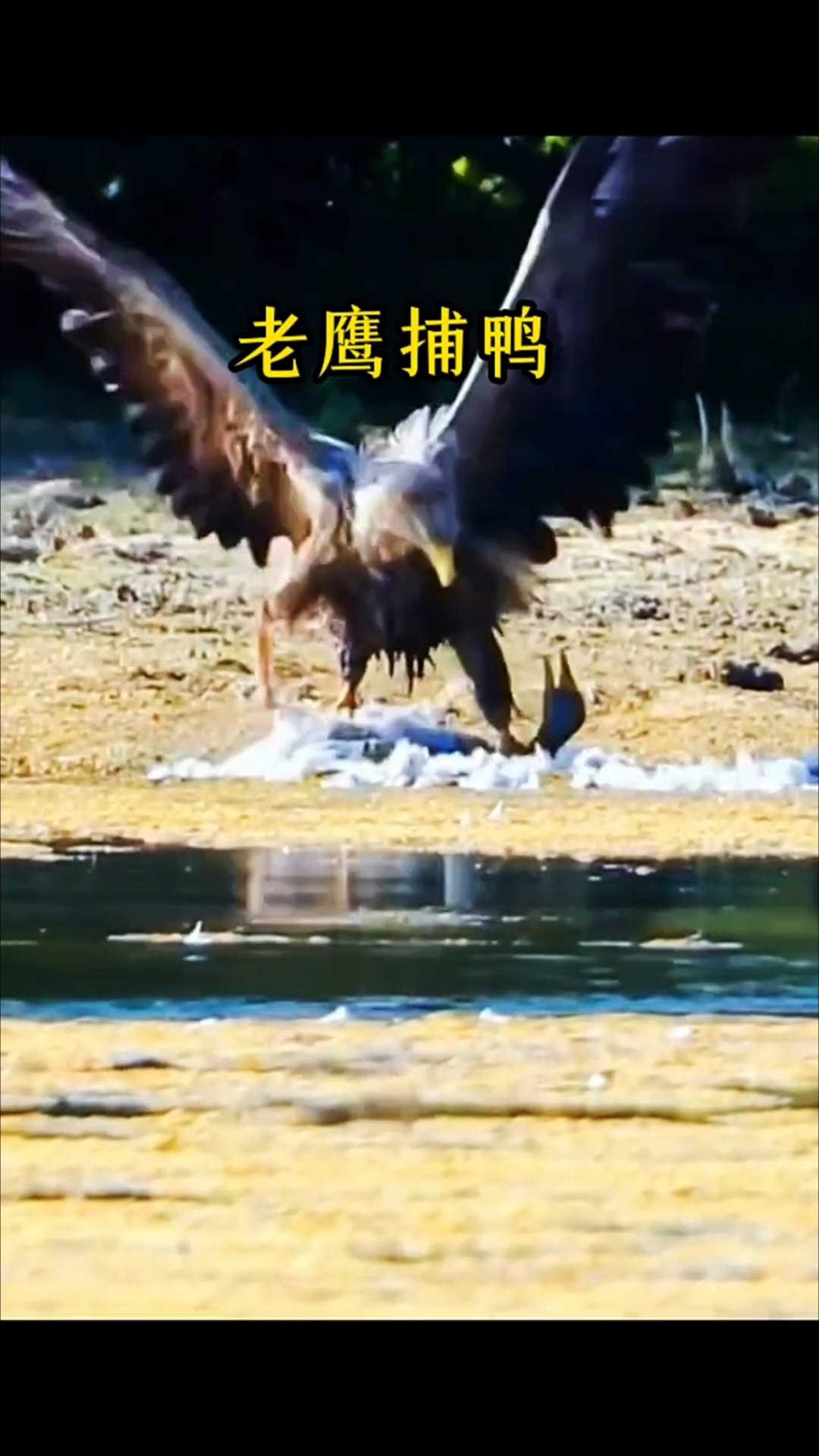 老鹰捕鸭