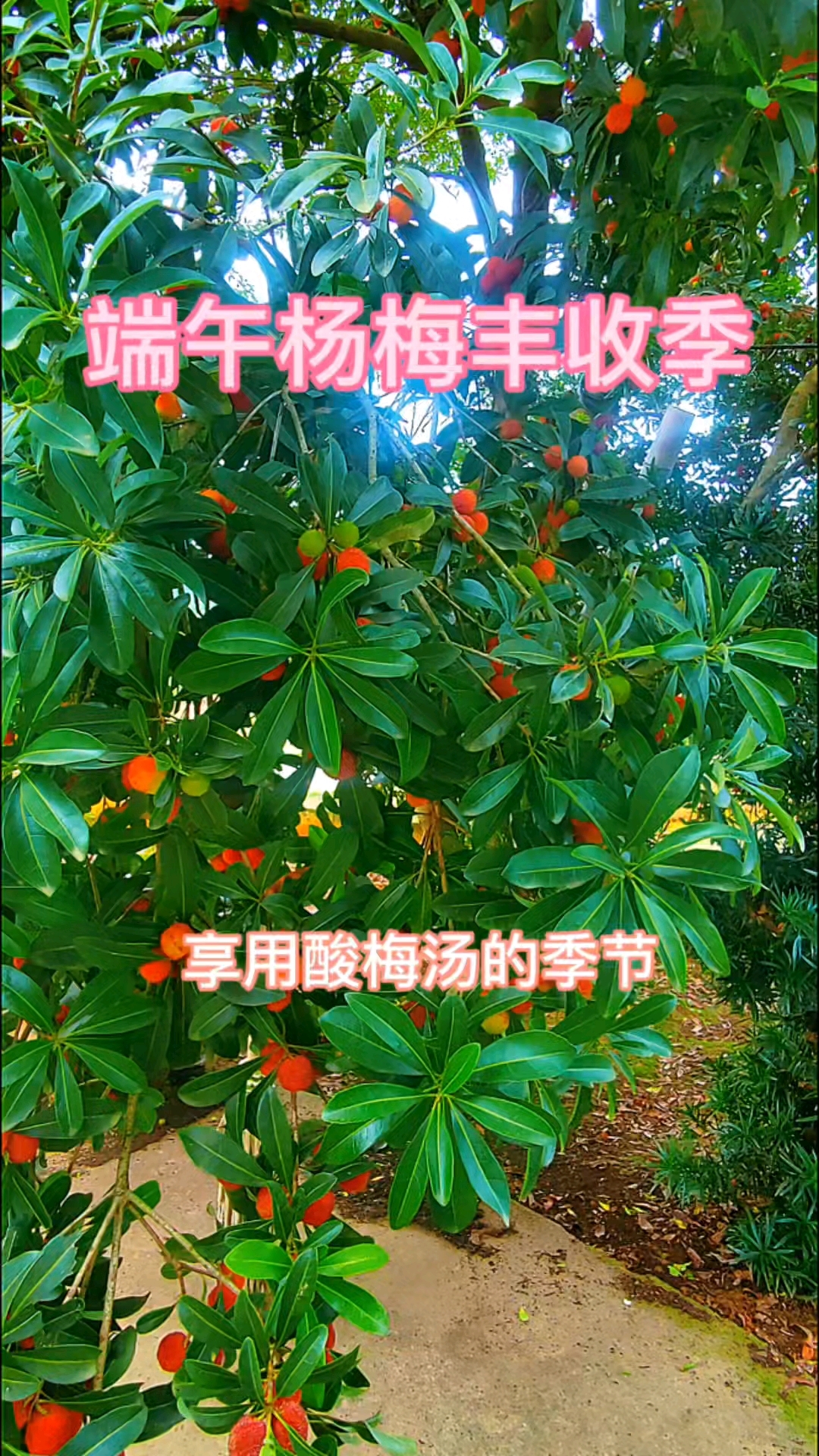 端午杨梅丰收季,自制酸梅汤,赶快做起来吧～