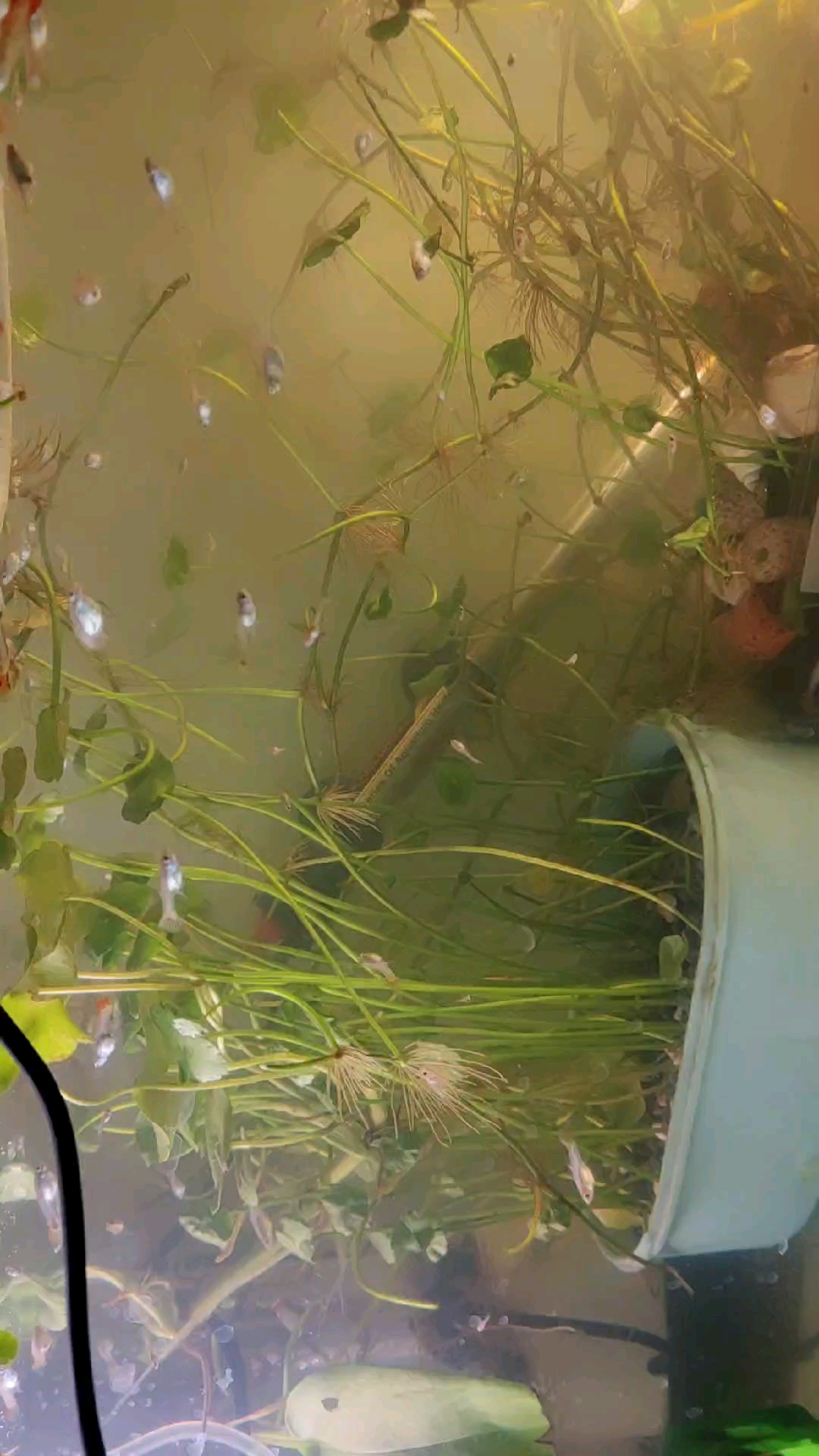 孔雀鱼苗生长季,长大了,尾巴已经出现各种颜色。