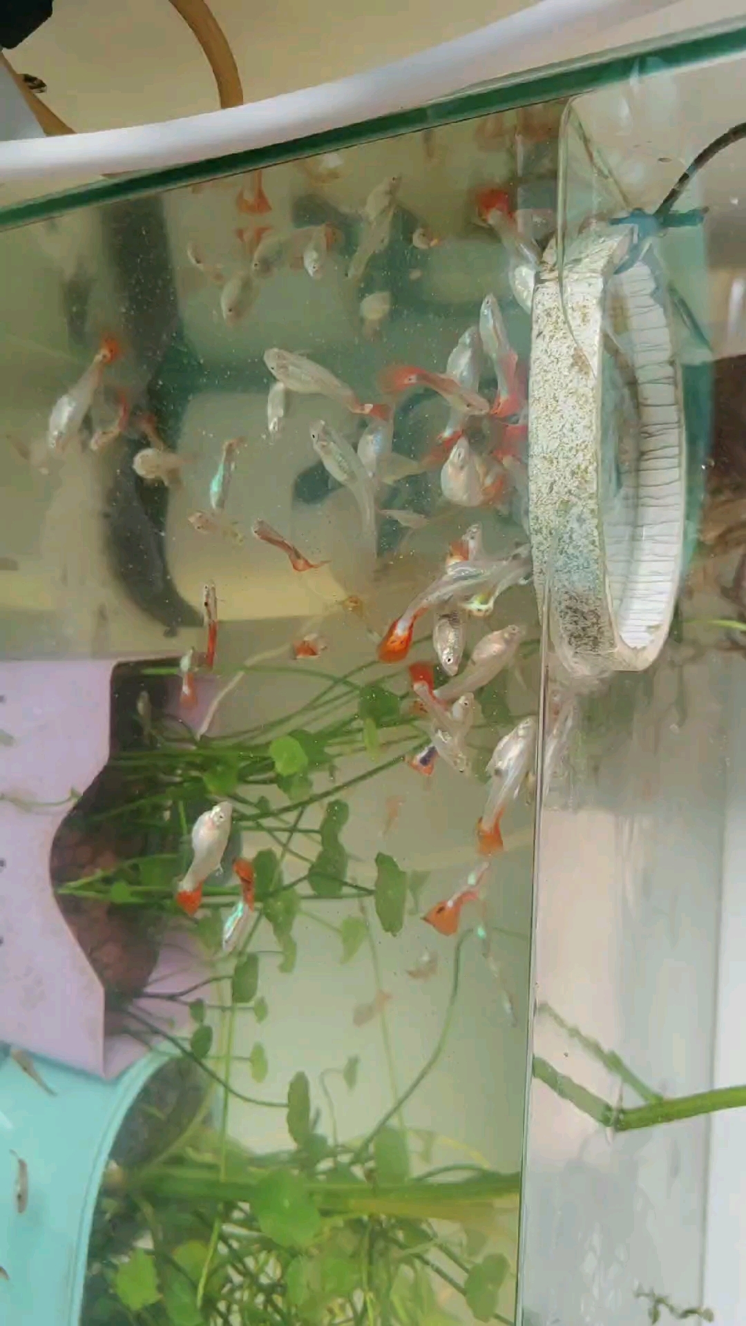 孔雀鱼苗生长季,换水之后把大鱼和小鱼分开养。