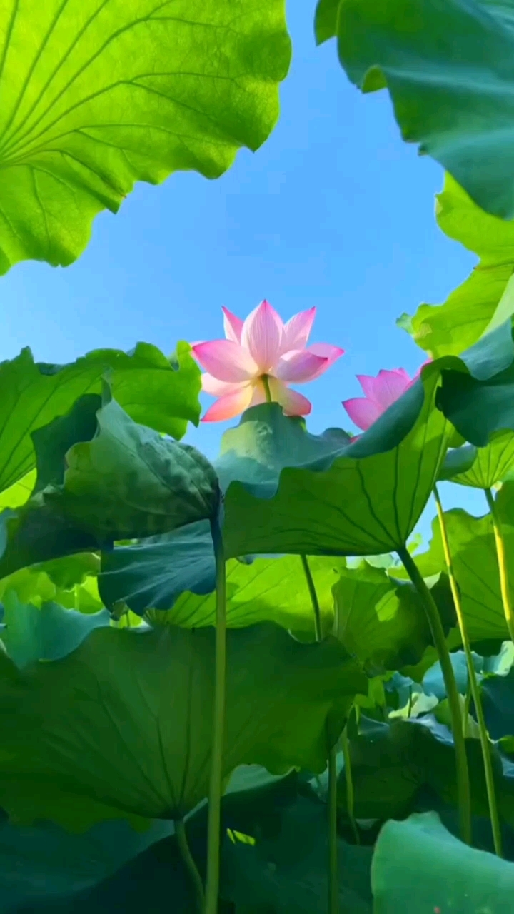 水下仙境!这组荷花壁纸封神!