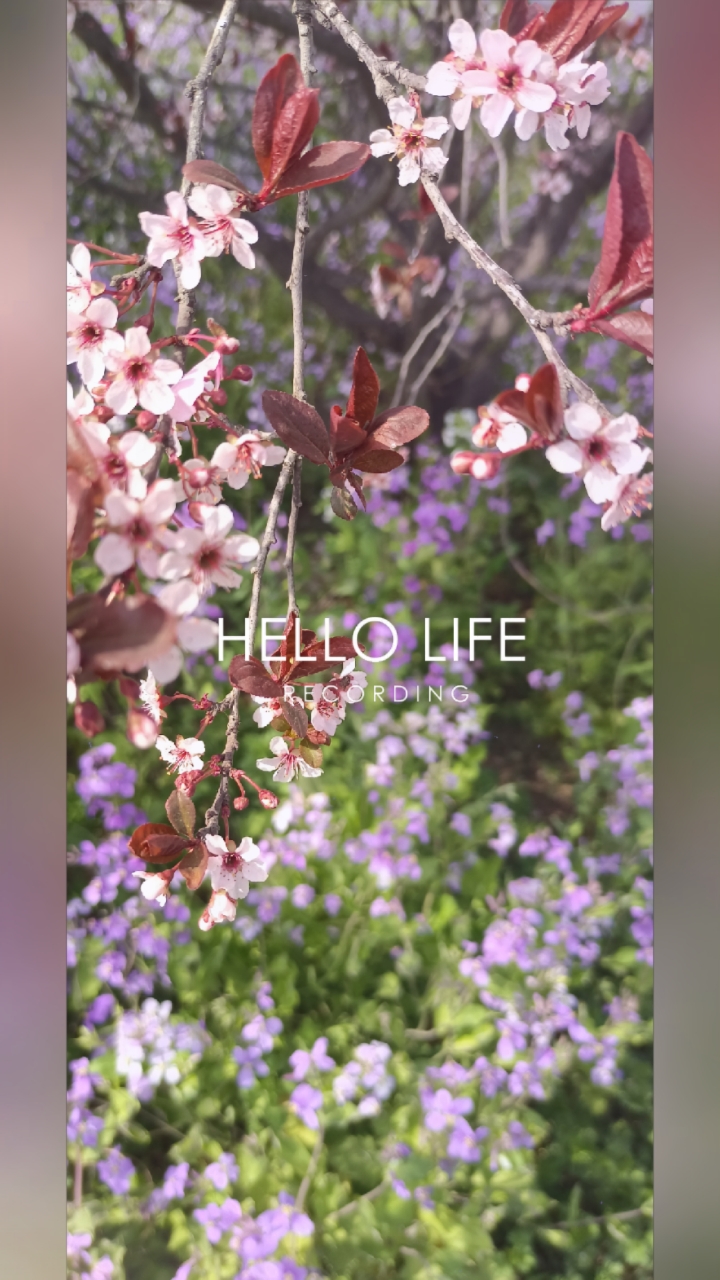 美丽的花朵,我感到无比的幸运和感恩。它们教会我要珍惜眼前的美