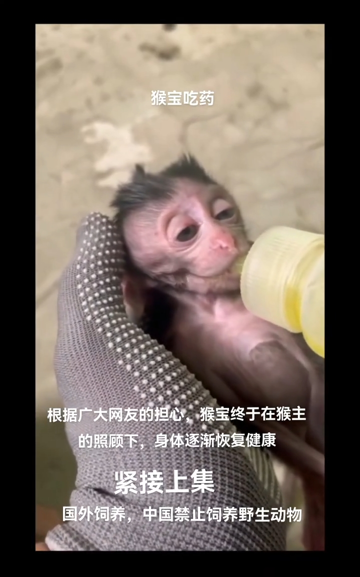 膏药兄弟之救助一只猴瘟小猴子 #膏药猴# #猴子#