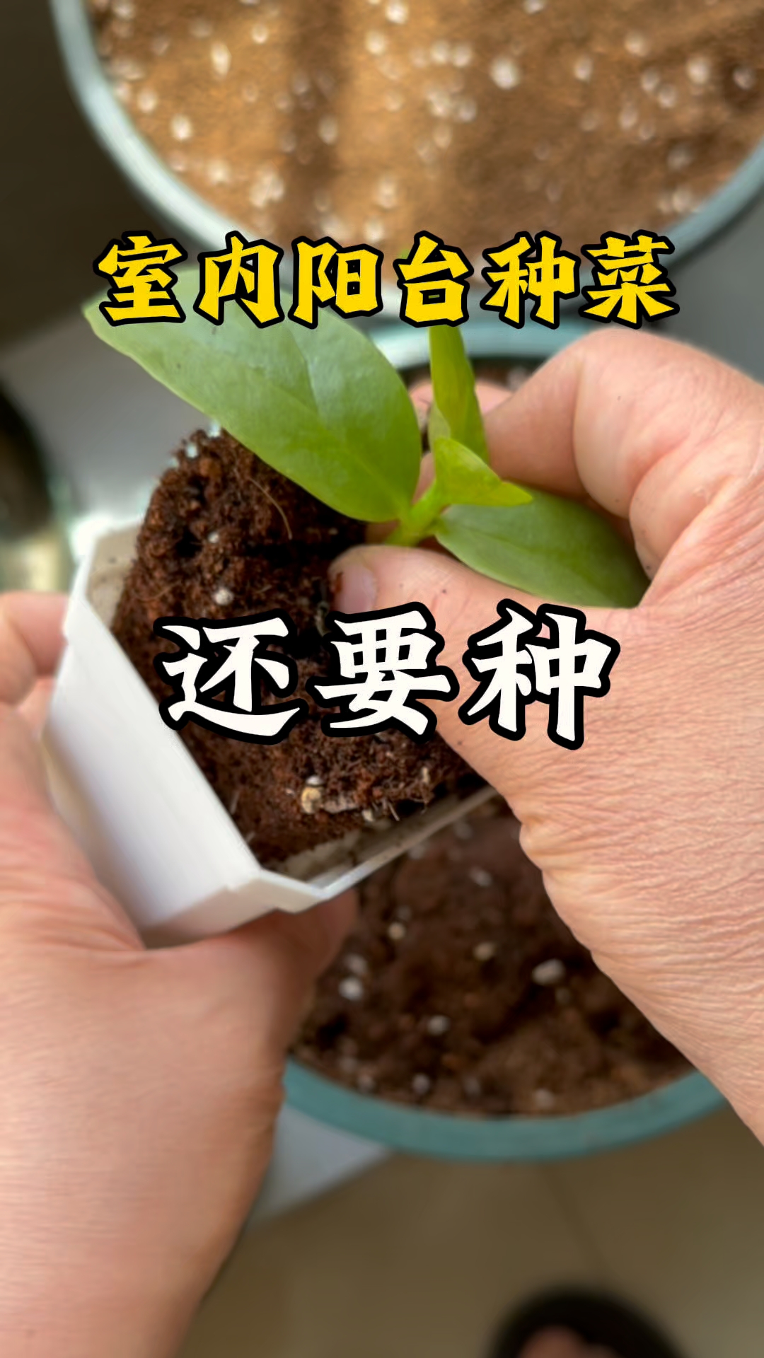 室内阳台种菜上瘾了?这小苗真让人停不下来!