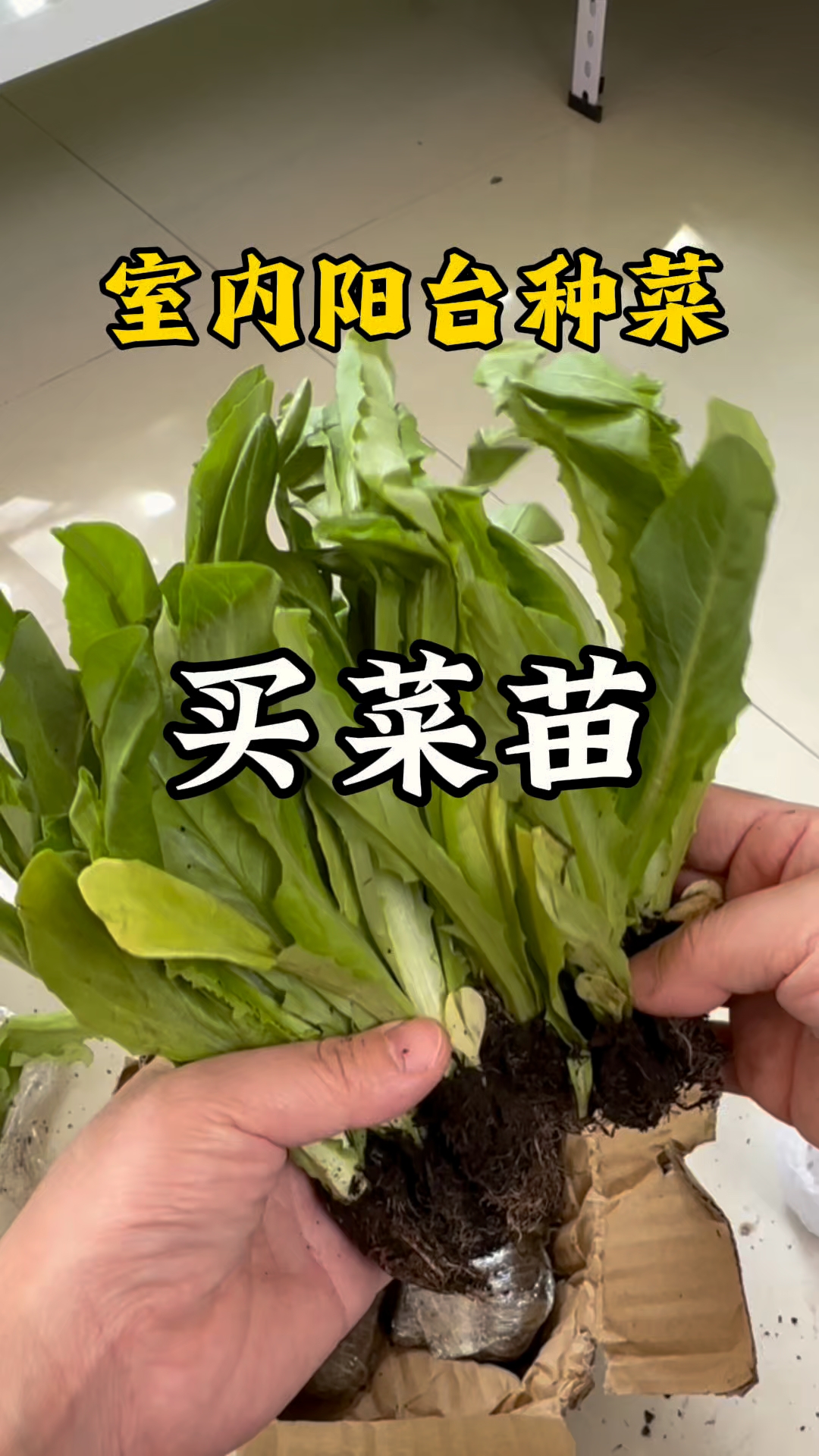 室内阳台种菜真香!买菜苗的快乐你懂吗?#阳台种菜真香# #绿植治愈系#