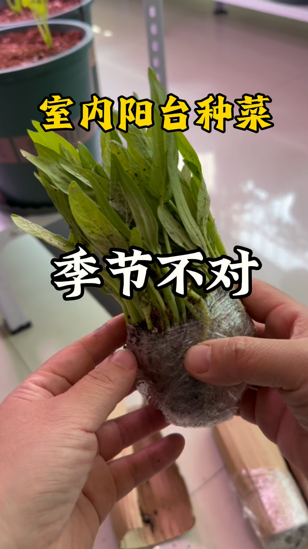 室内阳台种菜翻车了?季节不对真能毁一季?