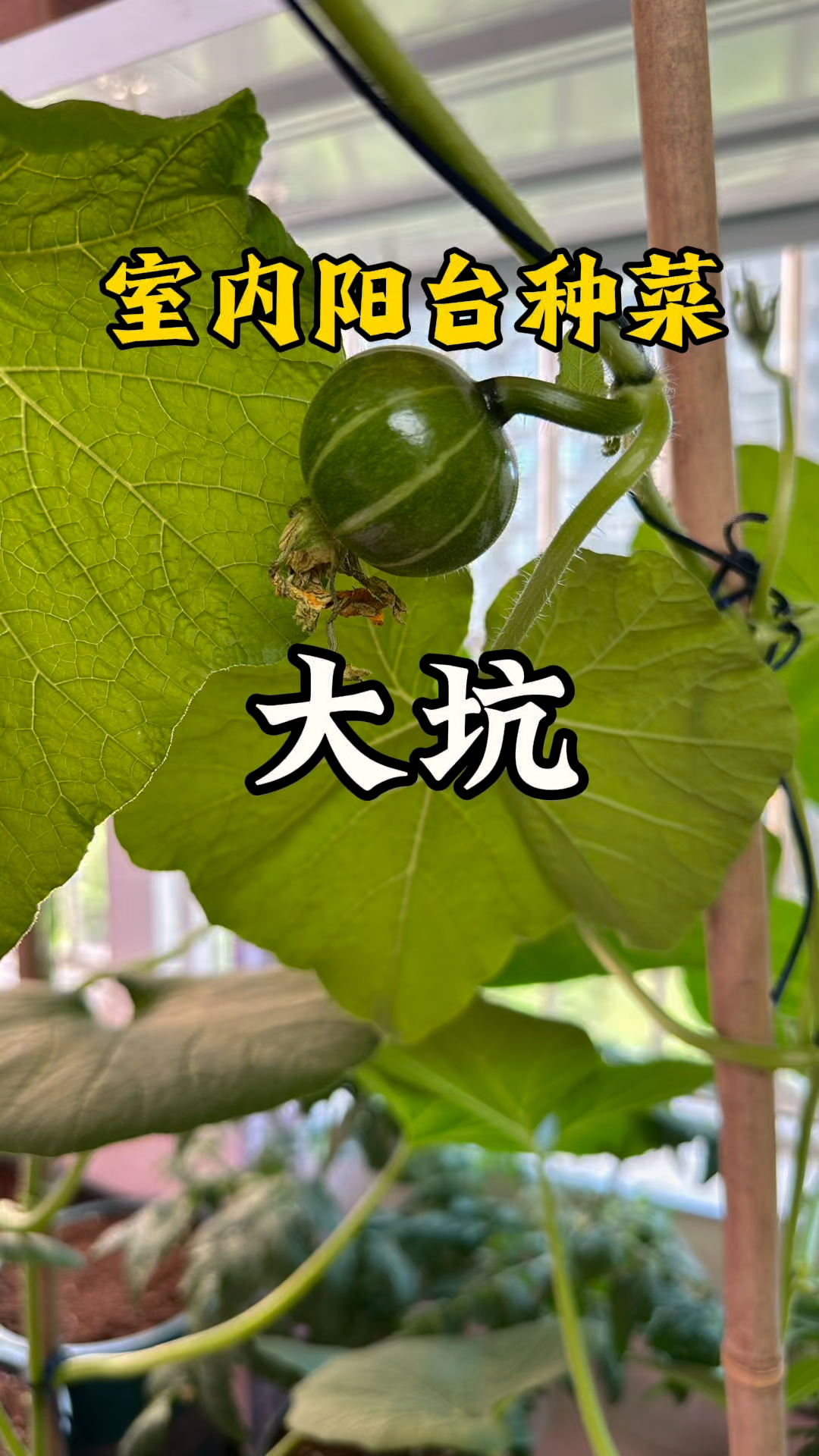室内阳台种菜真香?小心这“大坑”坑你没商量!