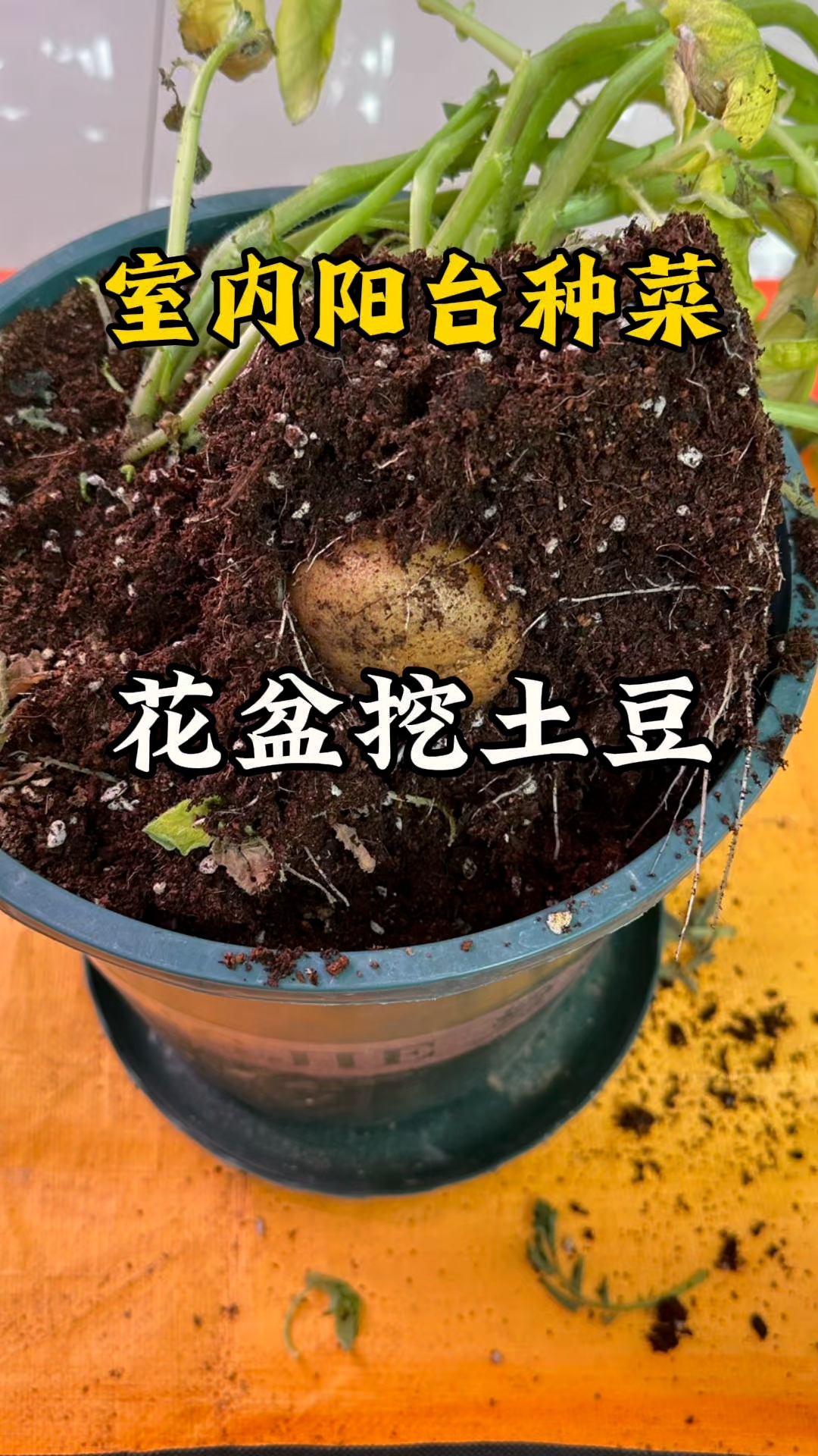 花盆里挖出惊喜!室内阳台种土豆真能成?#阳台种菜真香# #阳台小菜园# #种菜日常#