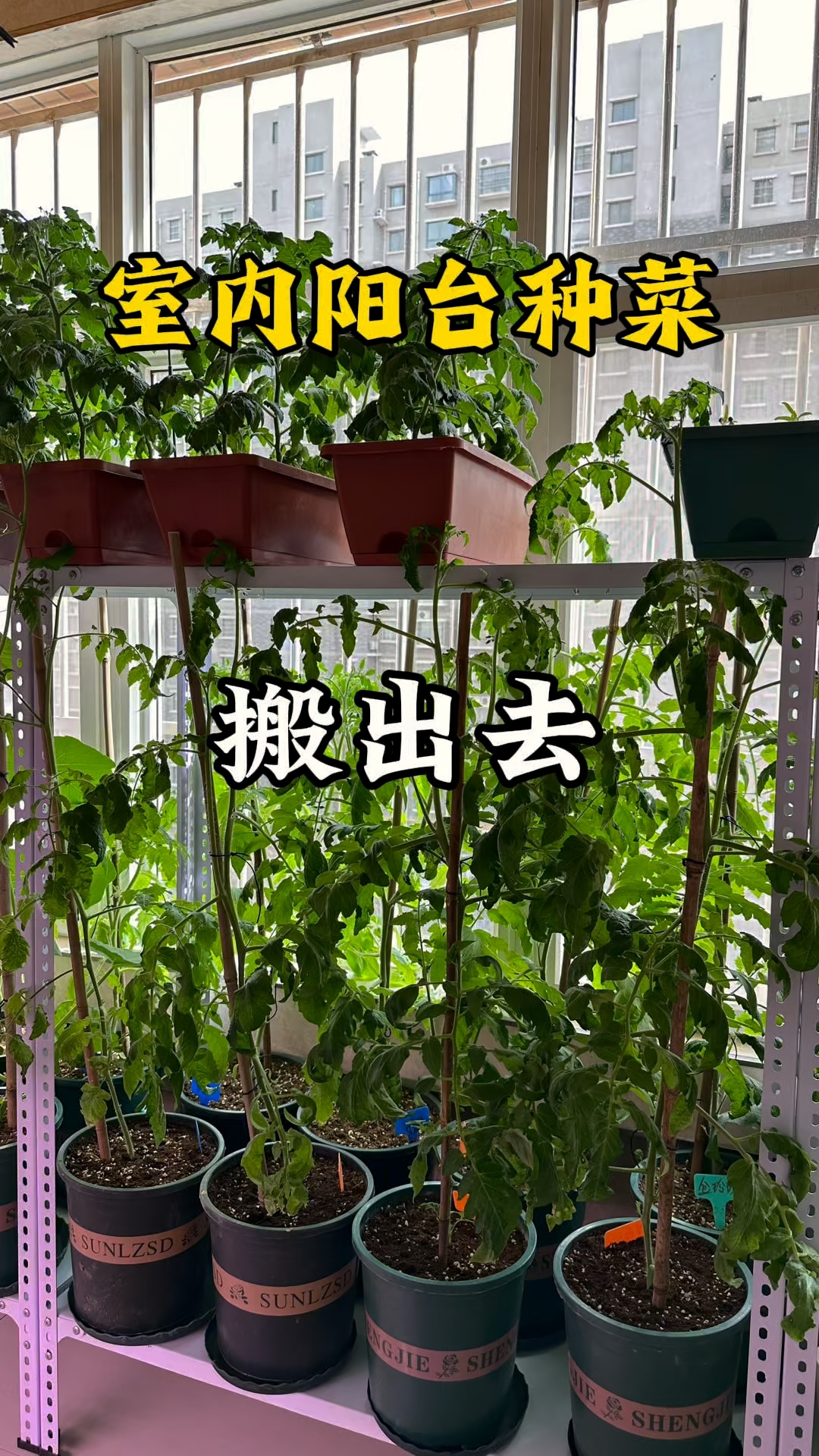 室内阳台种菜太香了?搬出去晒太阳吧!#阳台种菜真香# #室内种菜日常# #番茄苗养成记#