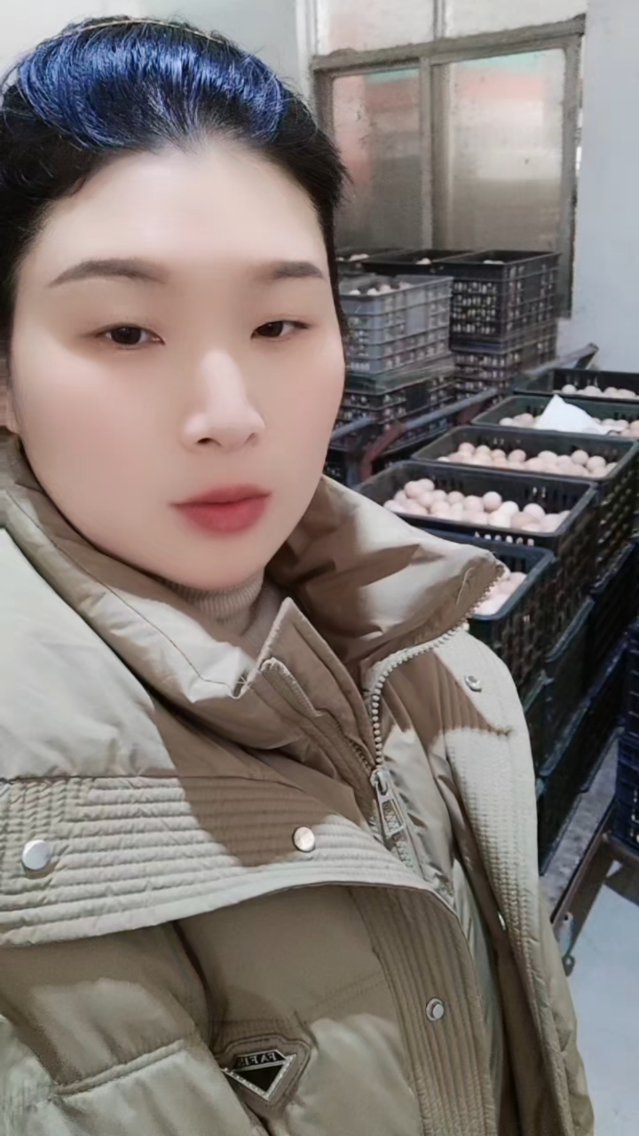 #土鸡苗孵化,种蛋装盘入孵,青脚改良红瑶,三色腿土鸡苗