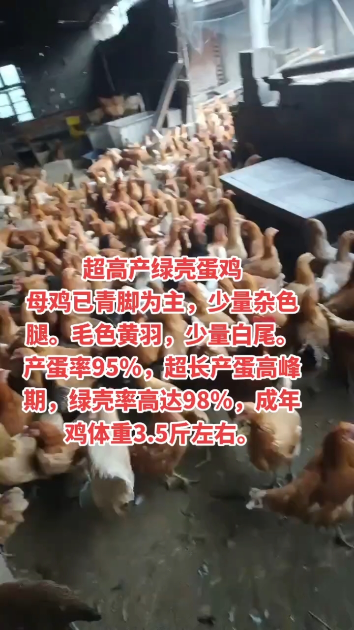 超高产绿壳蛋鸡母鸡已青脚为主,少量杂色腿。毛色黄羽,少量白尾