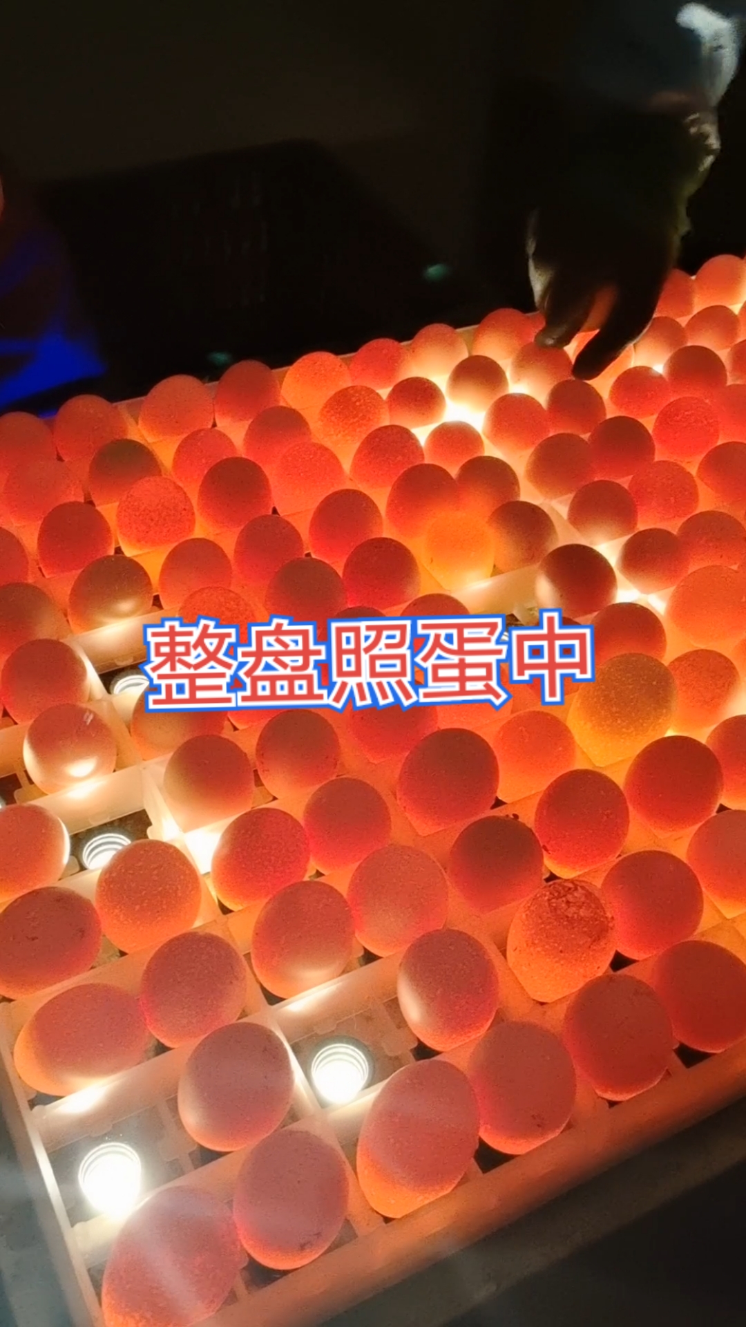 #土鸡苗孵化～青脚改良红瑶,整盘照蛋中,挑出无精蛋,保质保量