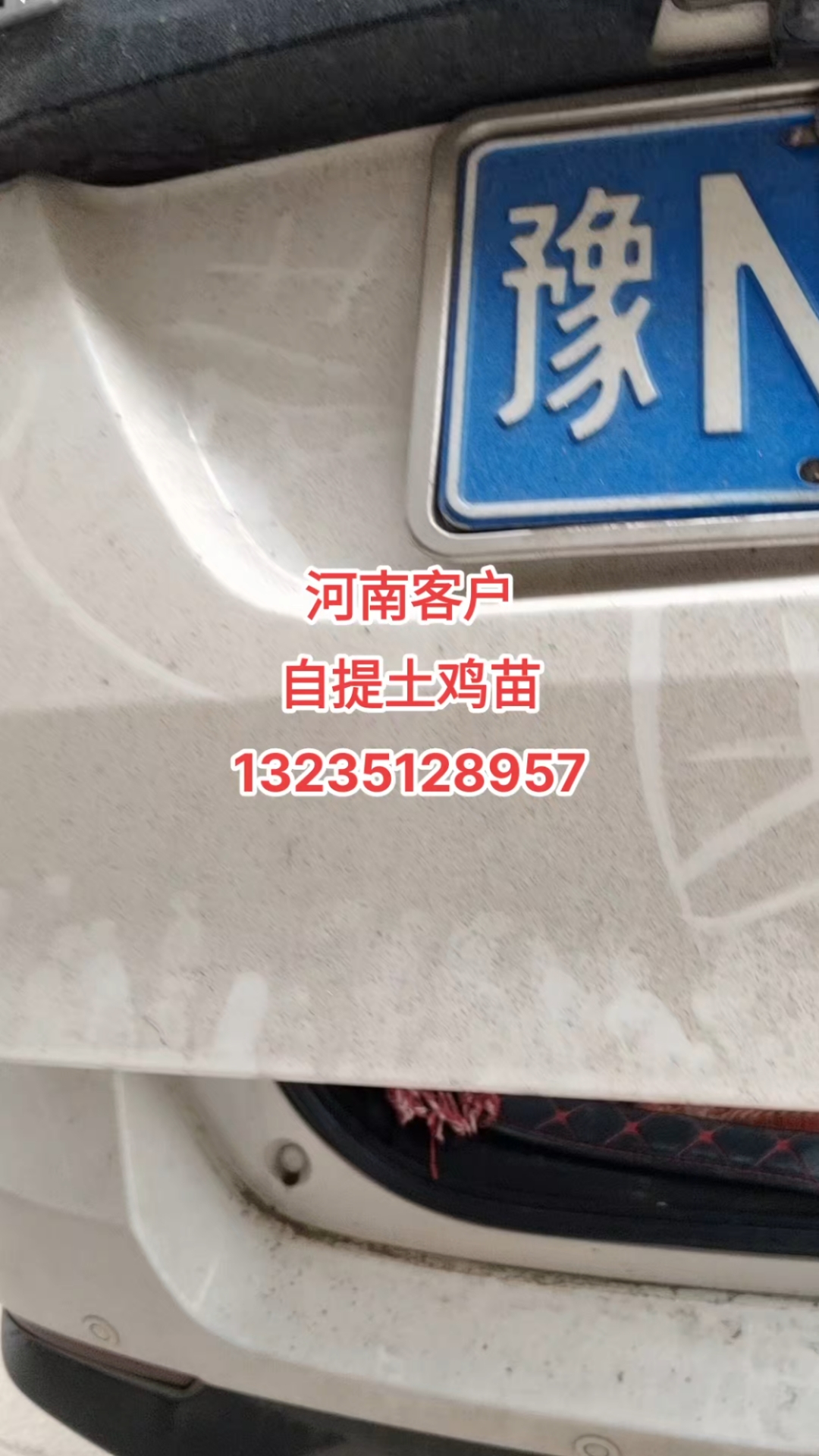 #土鸡苗孵化#三色腿土鸡苗#青脚改良红瑶河南客户自提土鸡苗