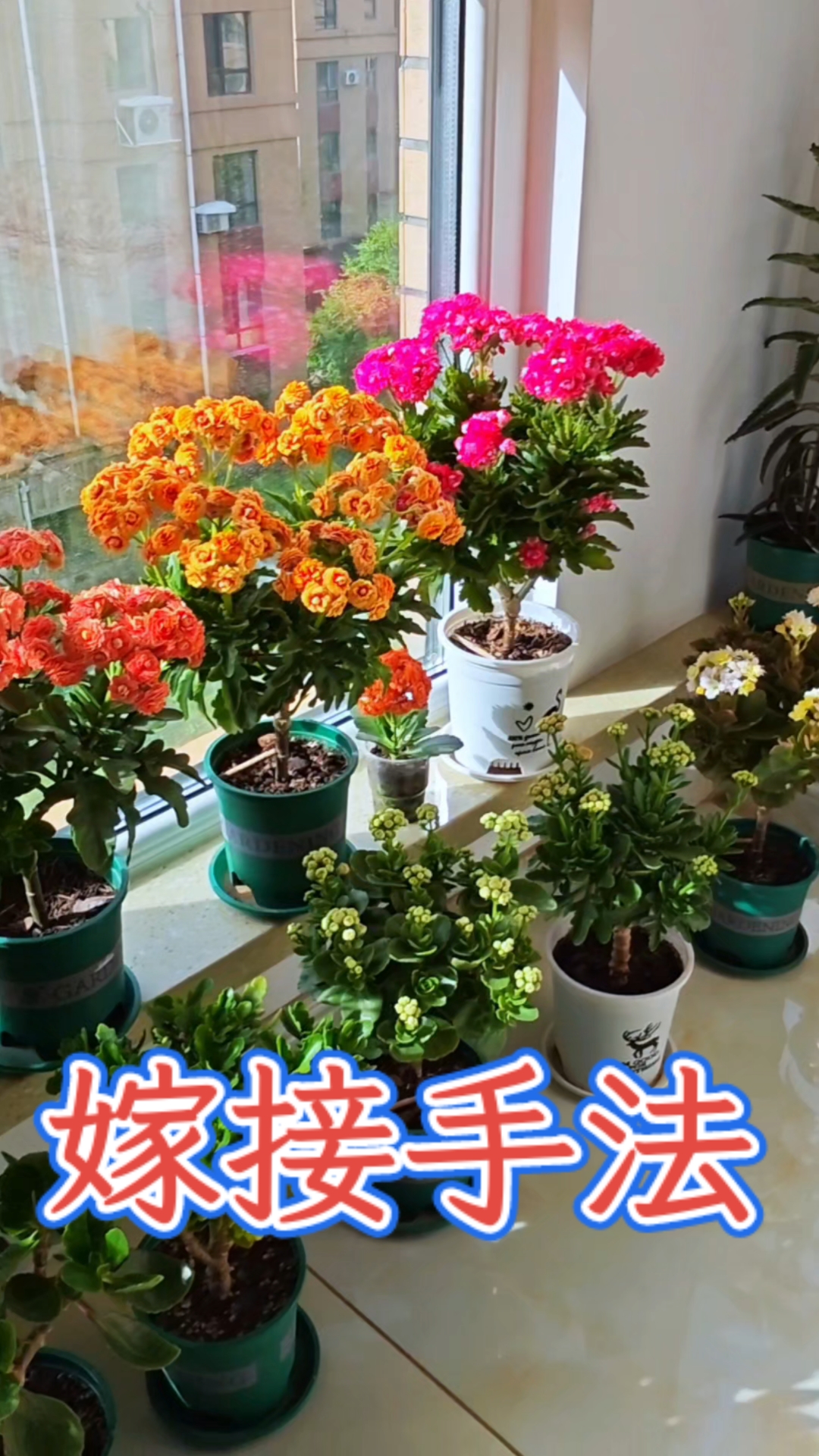 长寿花嫁接优势明显!嫁接后不但长的快,还能减少黑腐烂根的发生