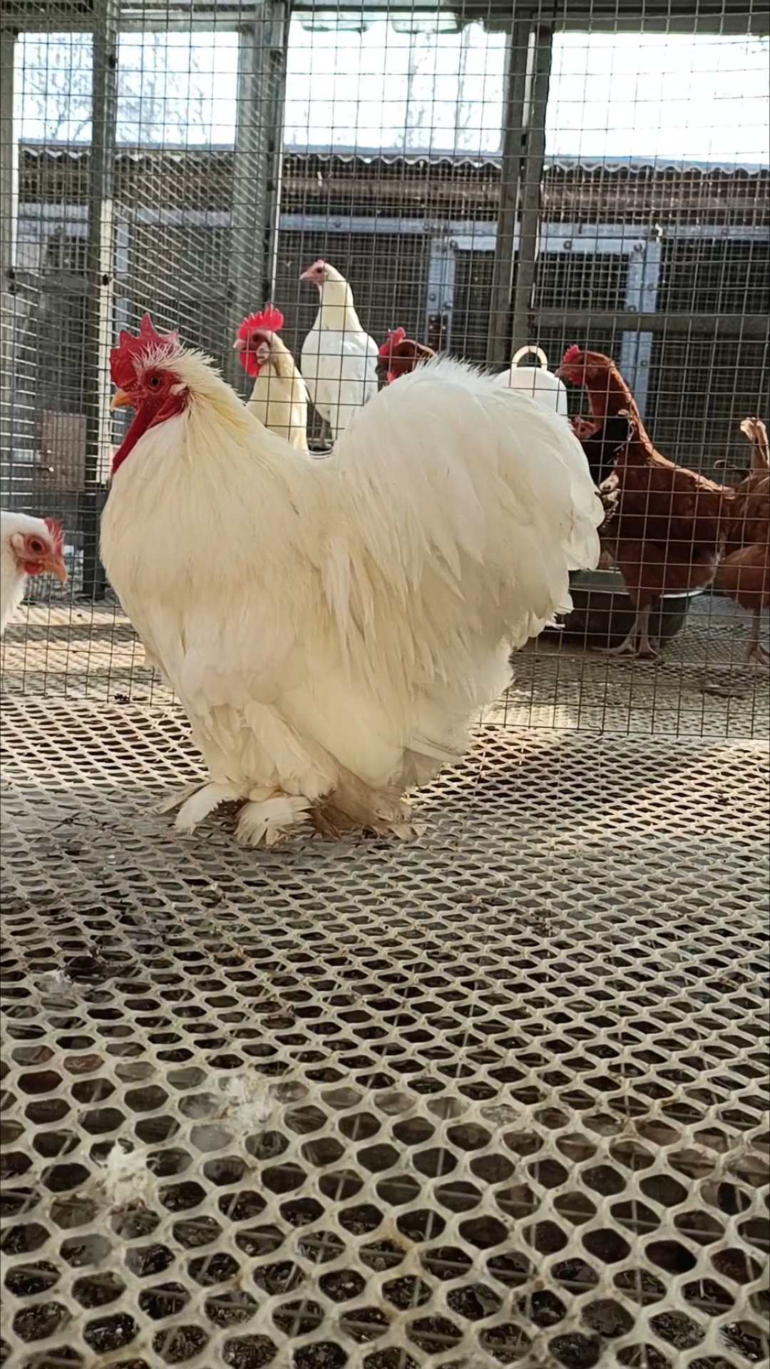 纯白色科钦球观赏鸡,漂亮!