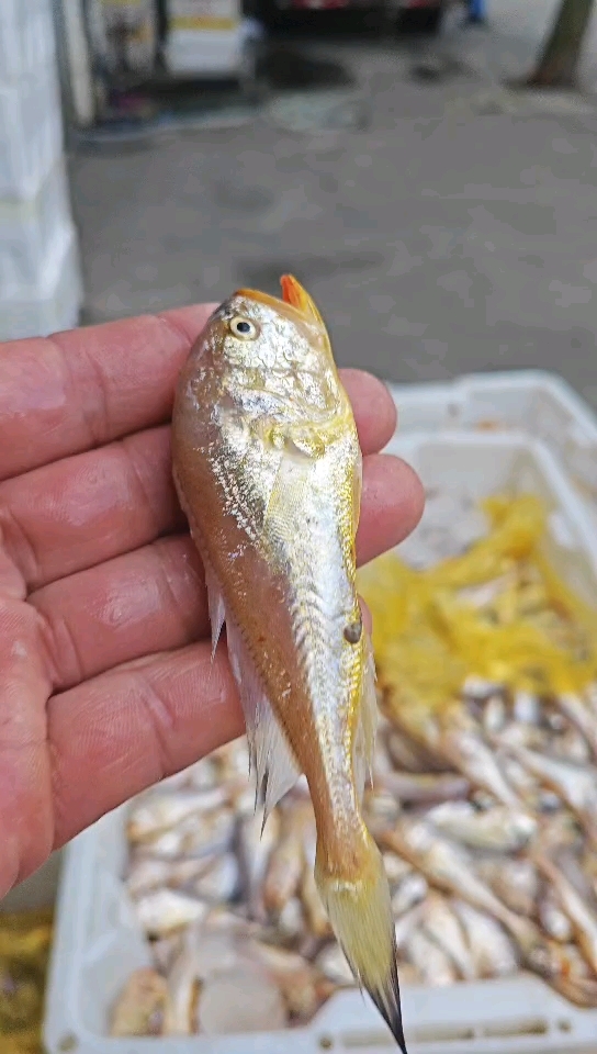 家乡的梅子鱼,十多块钱一斤